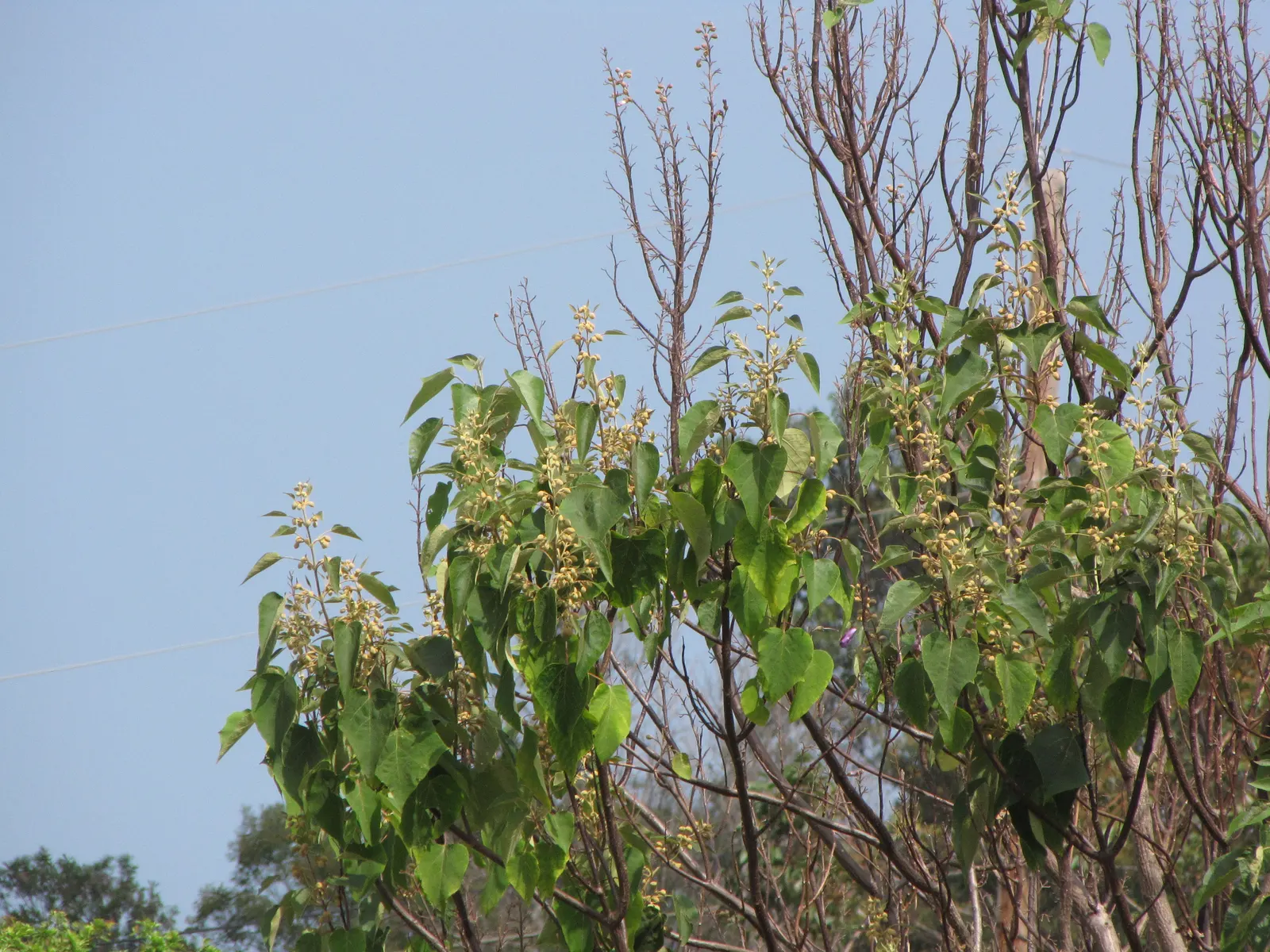 Empress Tree (Paulownia Tomentosa) — with a widespread canopy extending to 30 to 40 feet at maturity; commonly thrives in USDA hardiness zones 5 through 8
