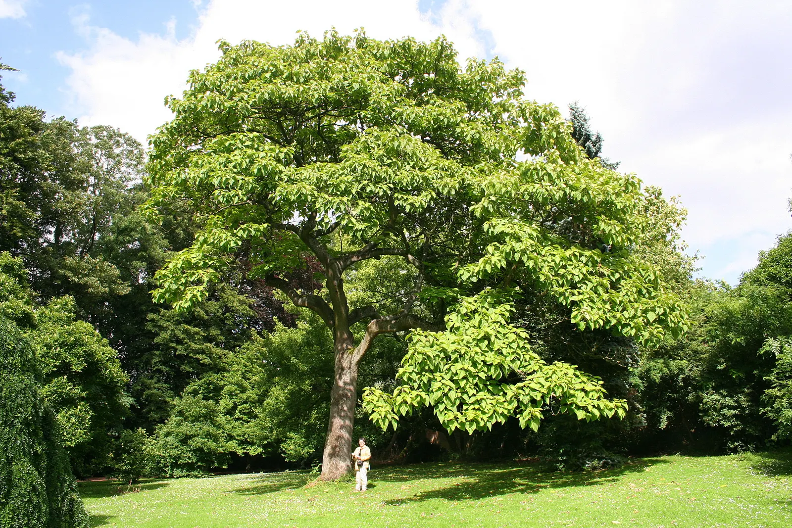 Empress Tree (Paulownia Tomentosa) — well-drained soils with a pH level between 5.5 and 7.0; often before the heart-shaped leaves unfurl