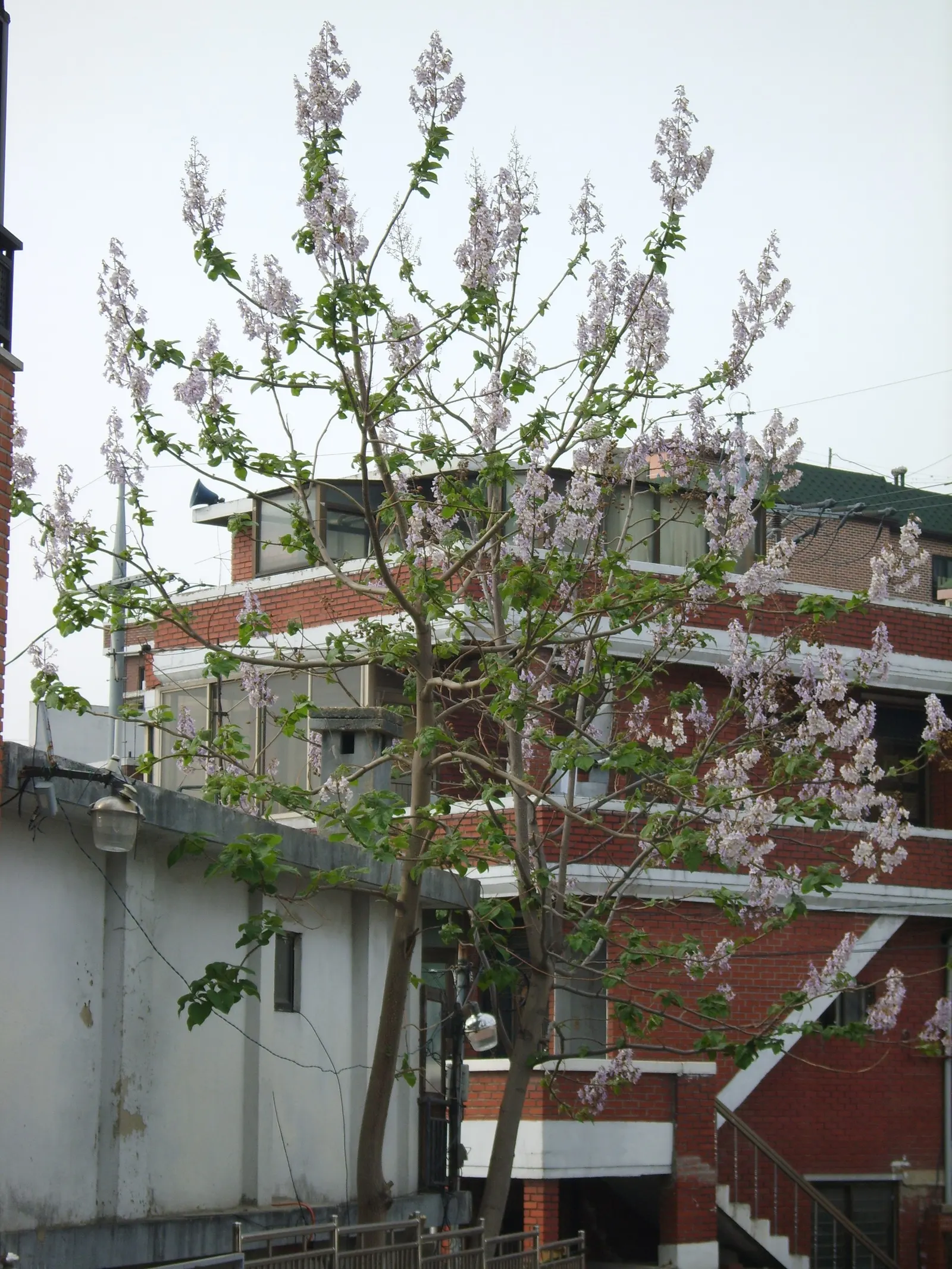 Empress Tree (Paulownia Tomentosa) — fragrant lavender blossoms in spring; known for its large heart-shaped leaves and showy, image 92