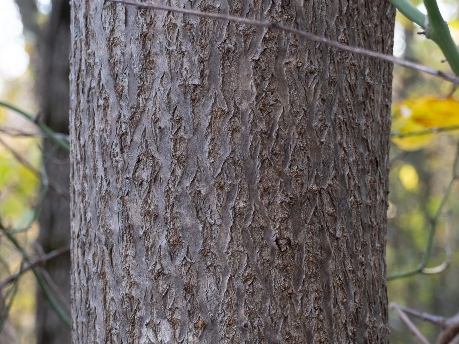 Empress Tree (Paulownia Tomentosa) — Though adaptable to a variety of soil conditions; tree with lavender blooms