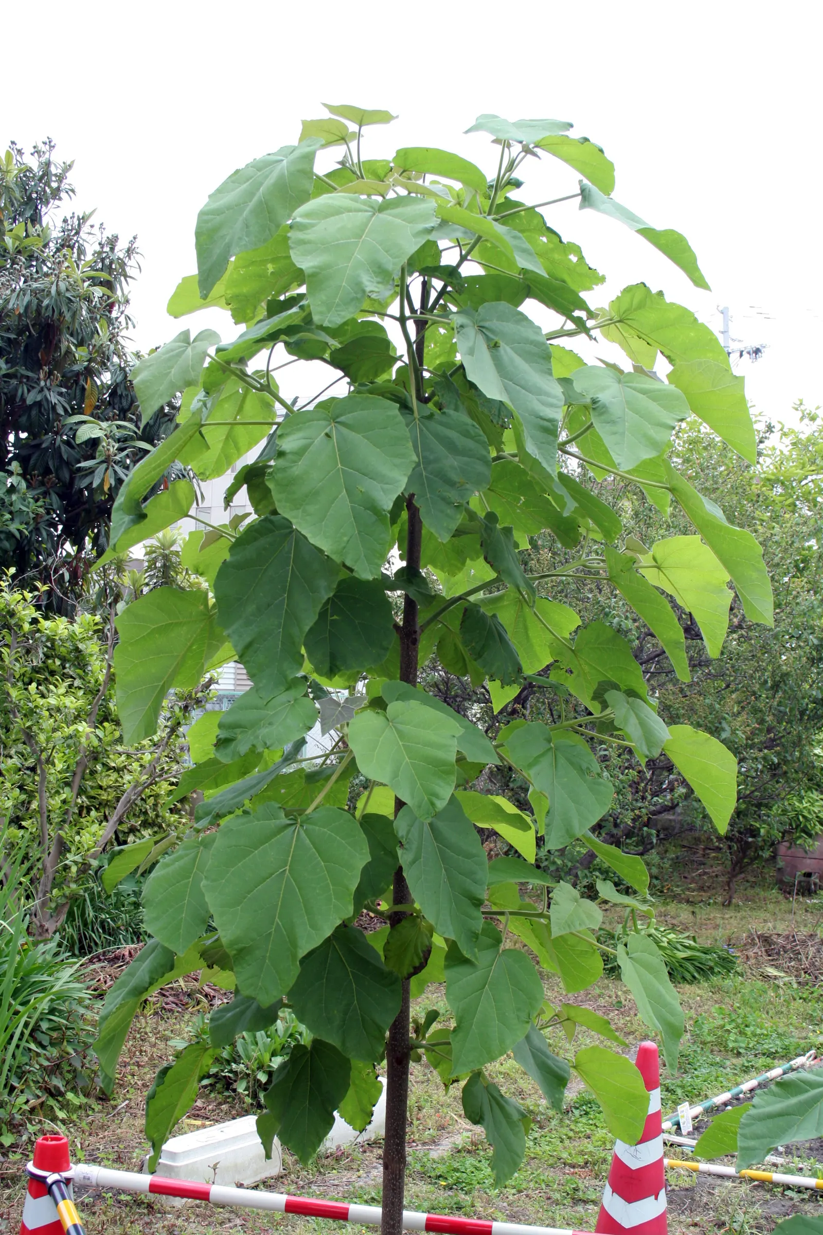 Empress Tree (Paulownia Tomentosa) — Requires space and light pruning to control its size and avoid self-seeding, as it can become invasive