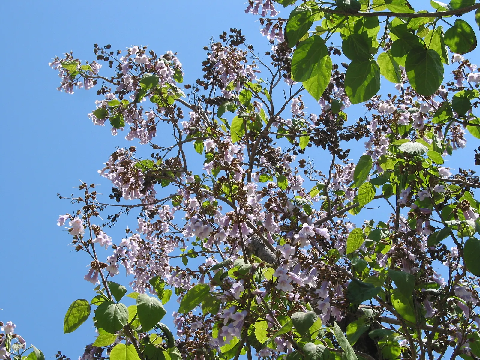 Empress Tree (Paulownia Tomentosa) — this tree prefers full sun; this deciduous tree can soar to heights ranging from 30 to 50 feet, image 71