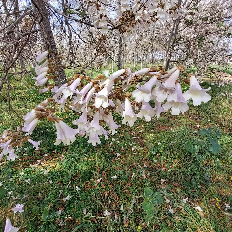 Empress Tree (Paulownia Tomentosa) — Known for its large heart-shaped leaves and showy; well-drained soils with a pH level between 5.5 and 7.0, image 47