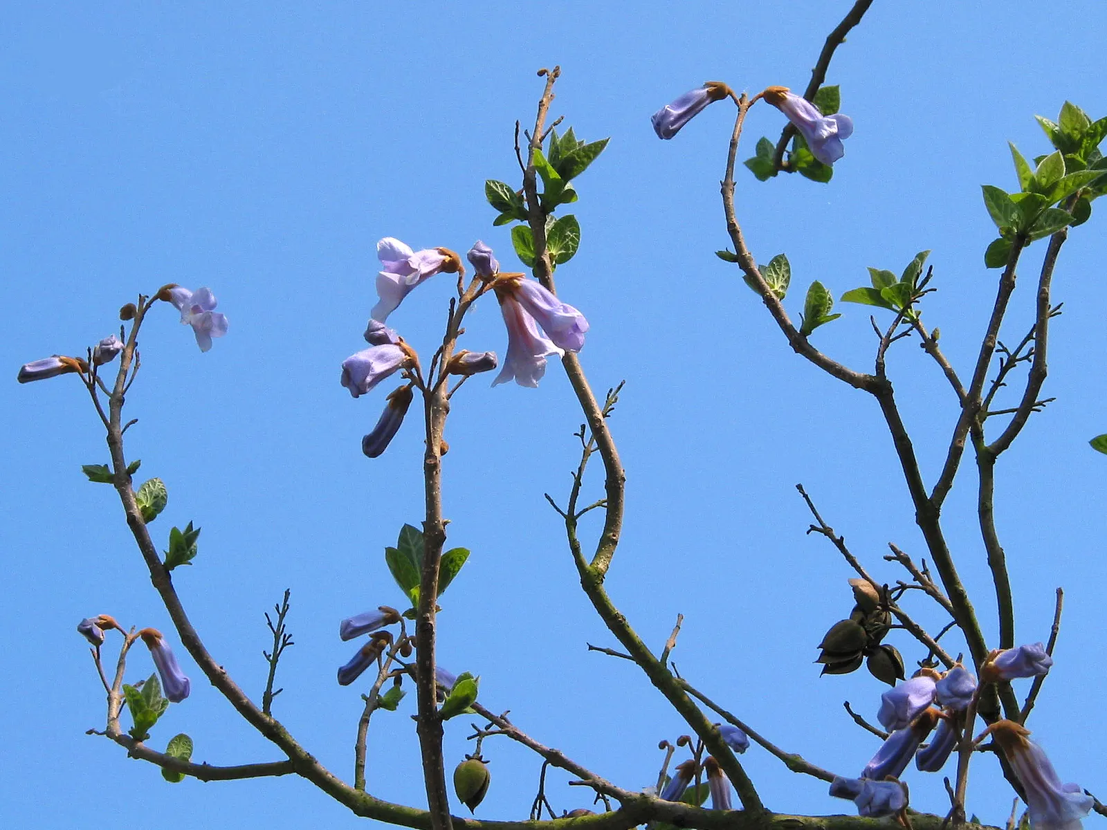 Empress Tree (Paulownia Tomentosa) — often before the heart-shaped leaves unfurl; tree for full, image 79