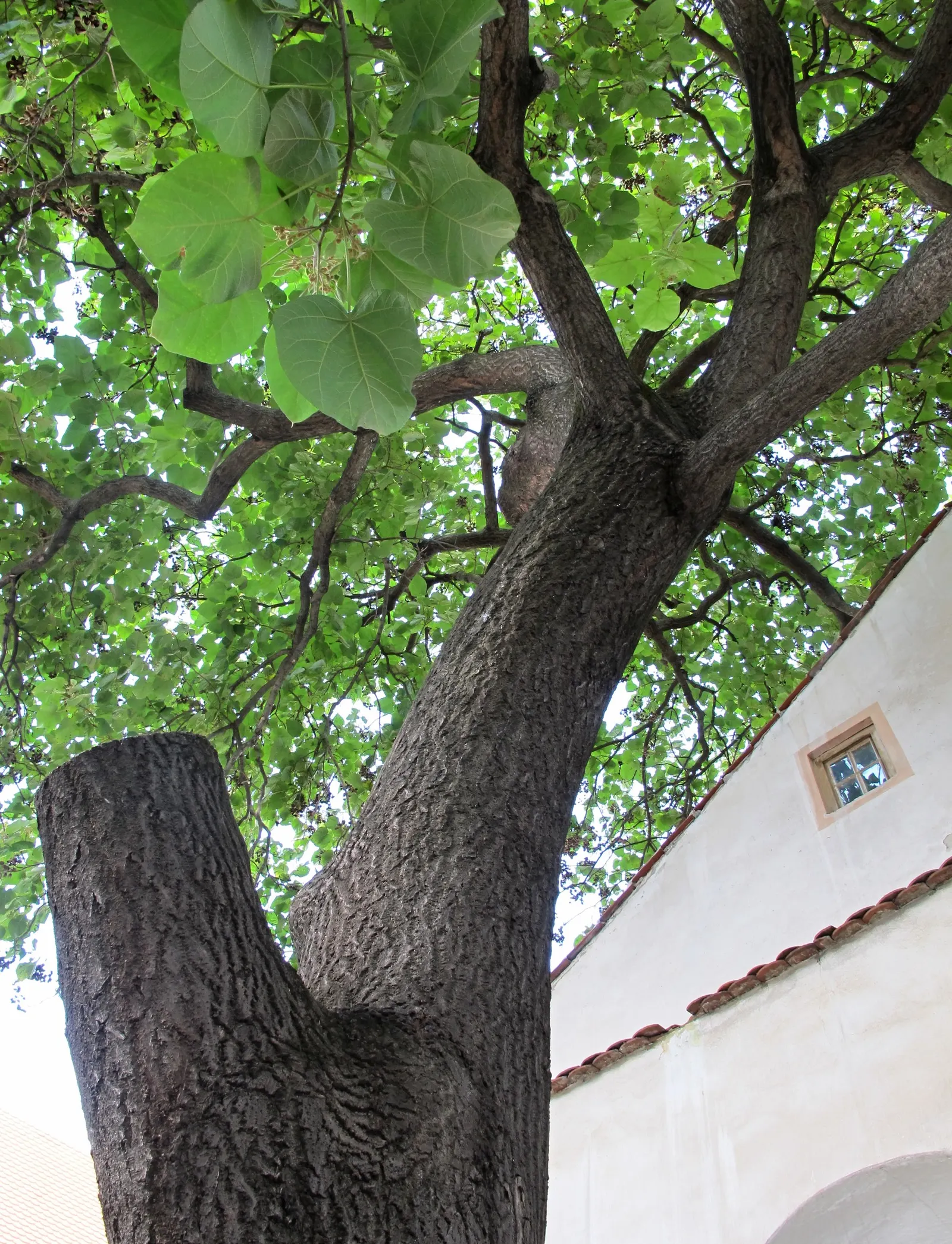 Empress Tree (Paulownia Tomentosa) — commonly thrives in USDA hardiness zones 5 through 8; and is renowned for its astonishing growth rate and impressive canopy