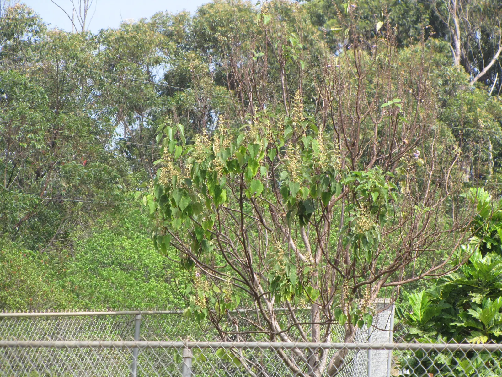 Empress Tree (Paulownia Tomentosa) — offering a dense canopy that provides ample shade in the summer months; with sizes ranging from 5 to 12 inches, image 59