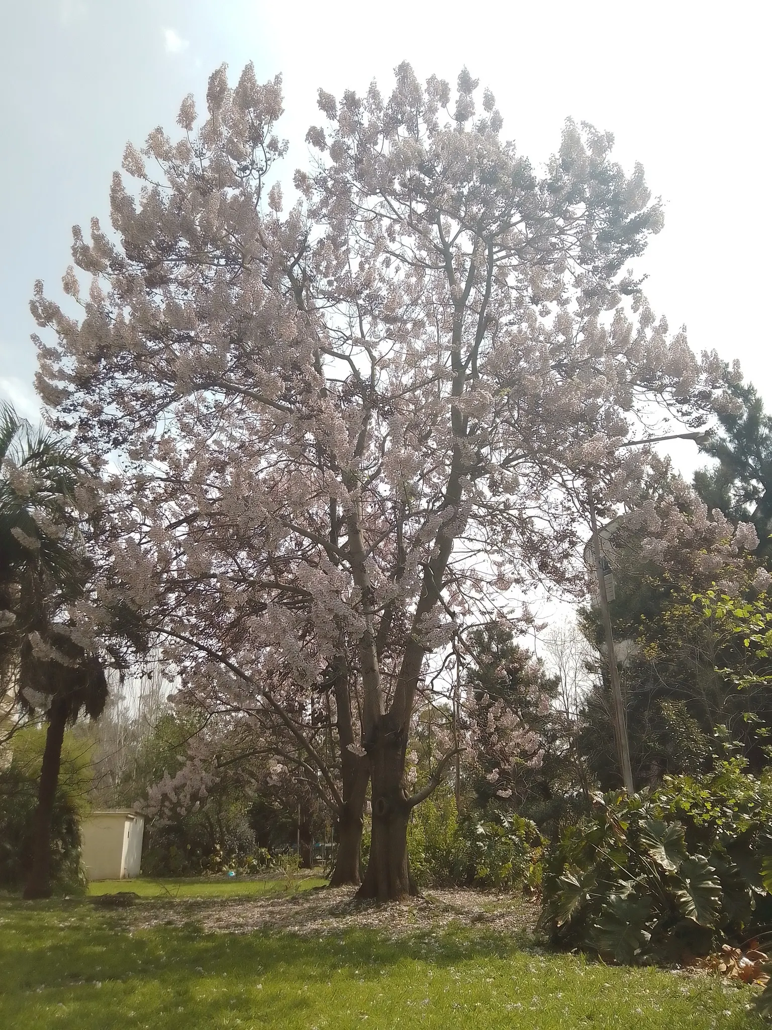 Empress Tree (Paulownia Tomentosa) — with sizes ranging from 5 to 12 inches across; requires space and light pruning to control its size and avoid, image 102