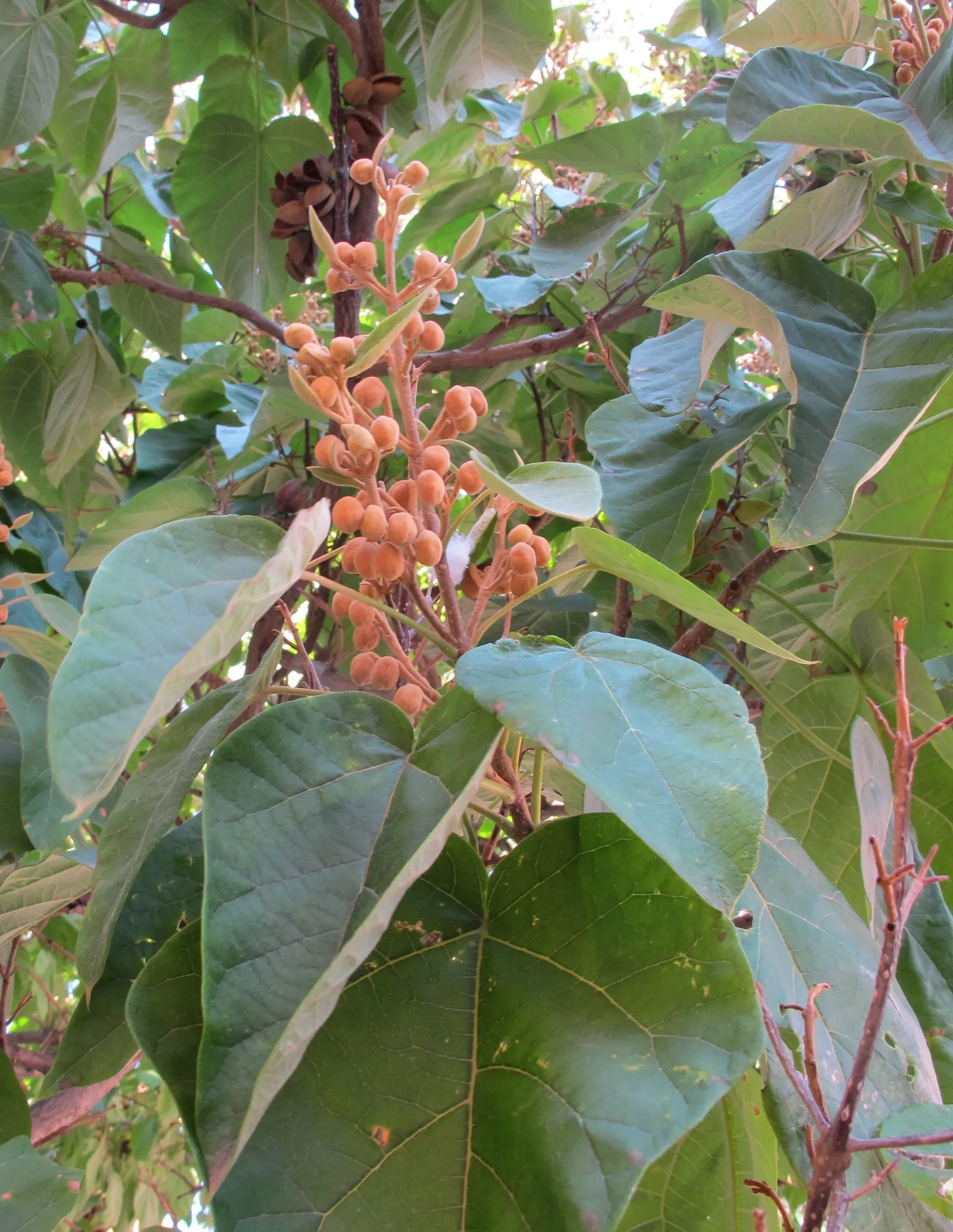 Empress Tree (Paulownia Tomentosa) — often before the heart-shaped leaves unfurl
