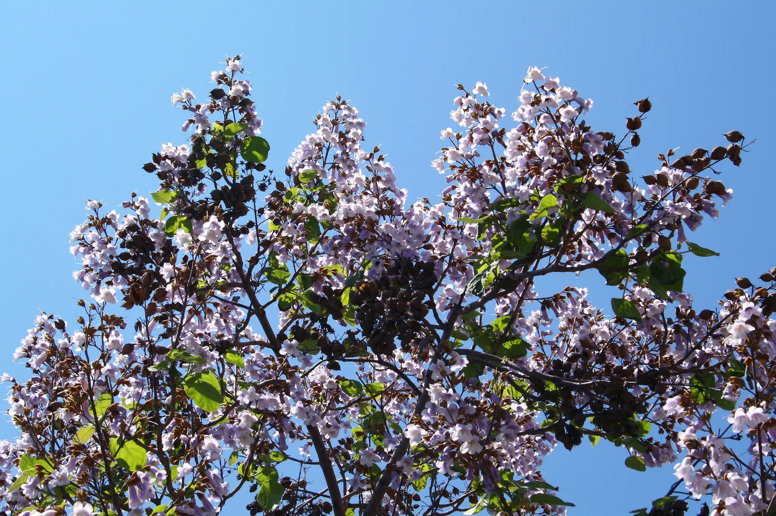 Empress Tree (Paulownia Tomentosa) — the Empress Tree is an exceptional choice; lavender flowers in the garden, image 63