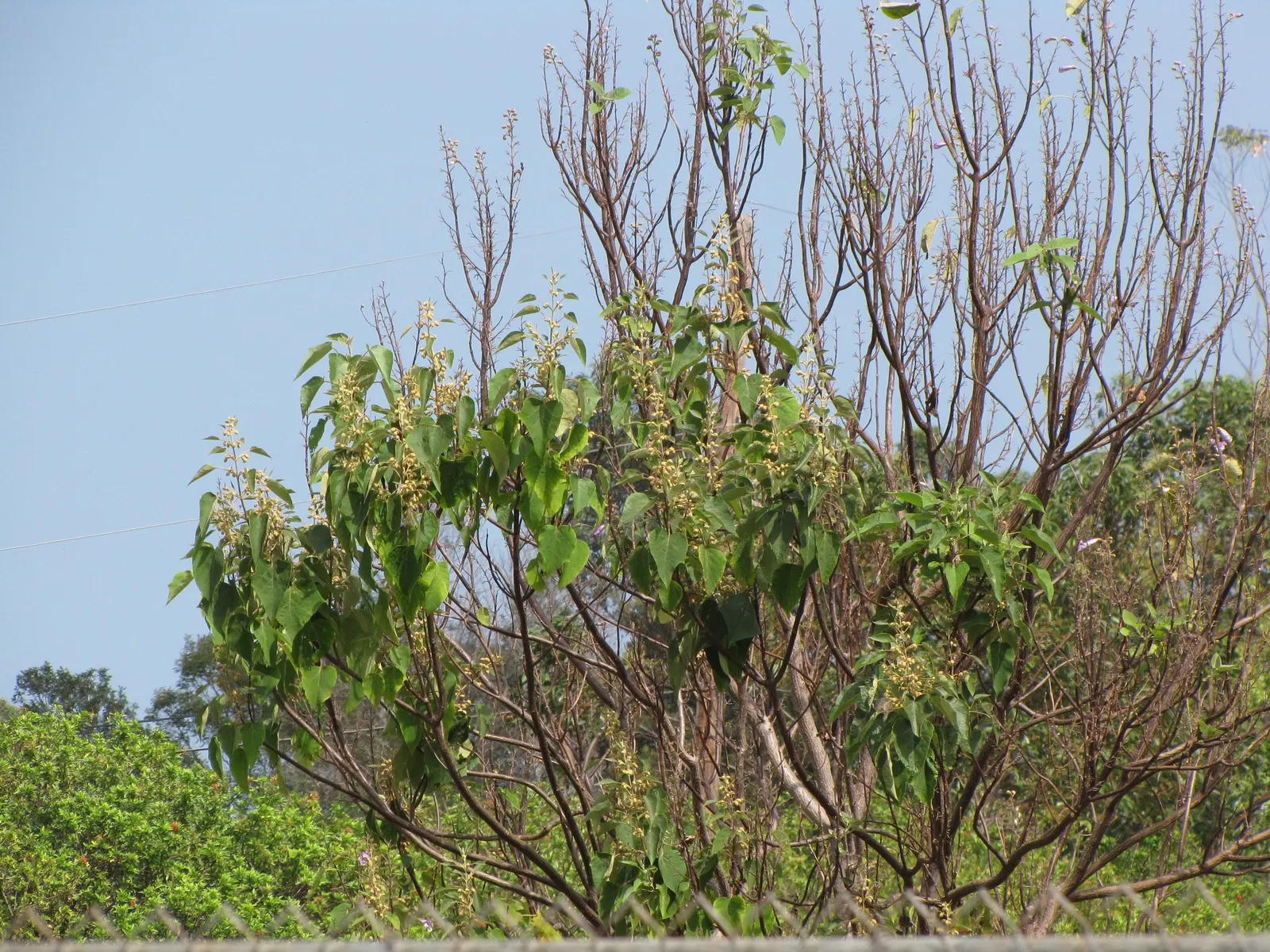 Empress Tree (Paulownia Tomentosa) — commonly thrives in USDA hardiness zones 5 through 8; and is renowned for its astonishing growth rate and, image 52