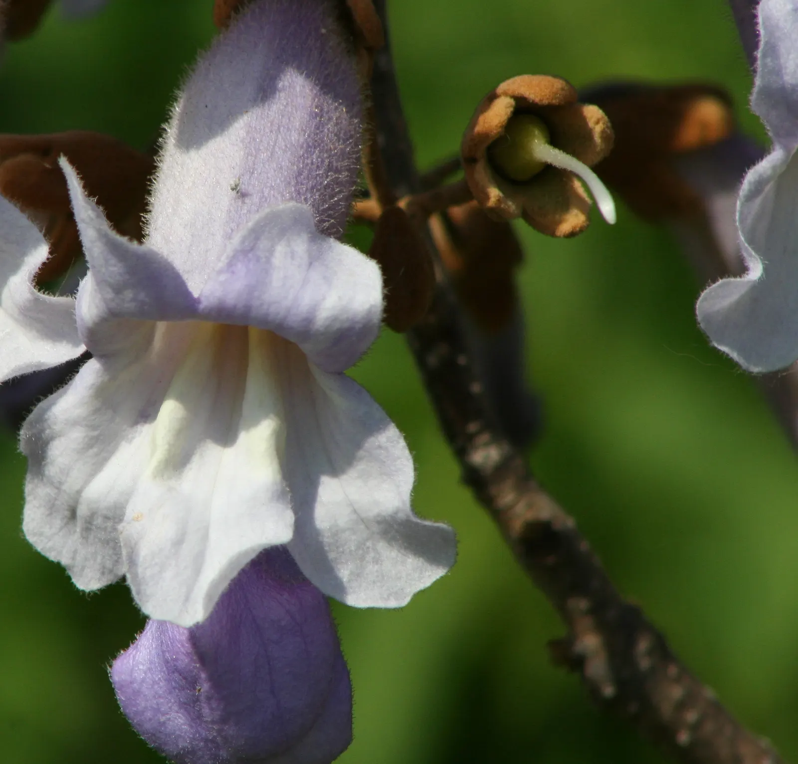 Empress Tree (Paulownia Tomentosa) — Requires space and light pruning to control its size and avoid self-seeding, as it can become invasive, image 73