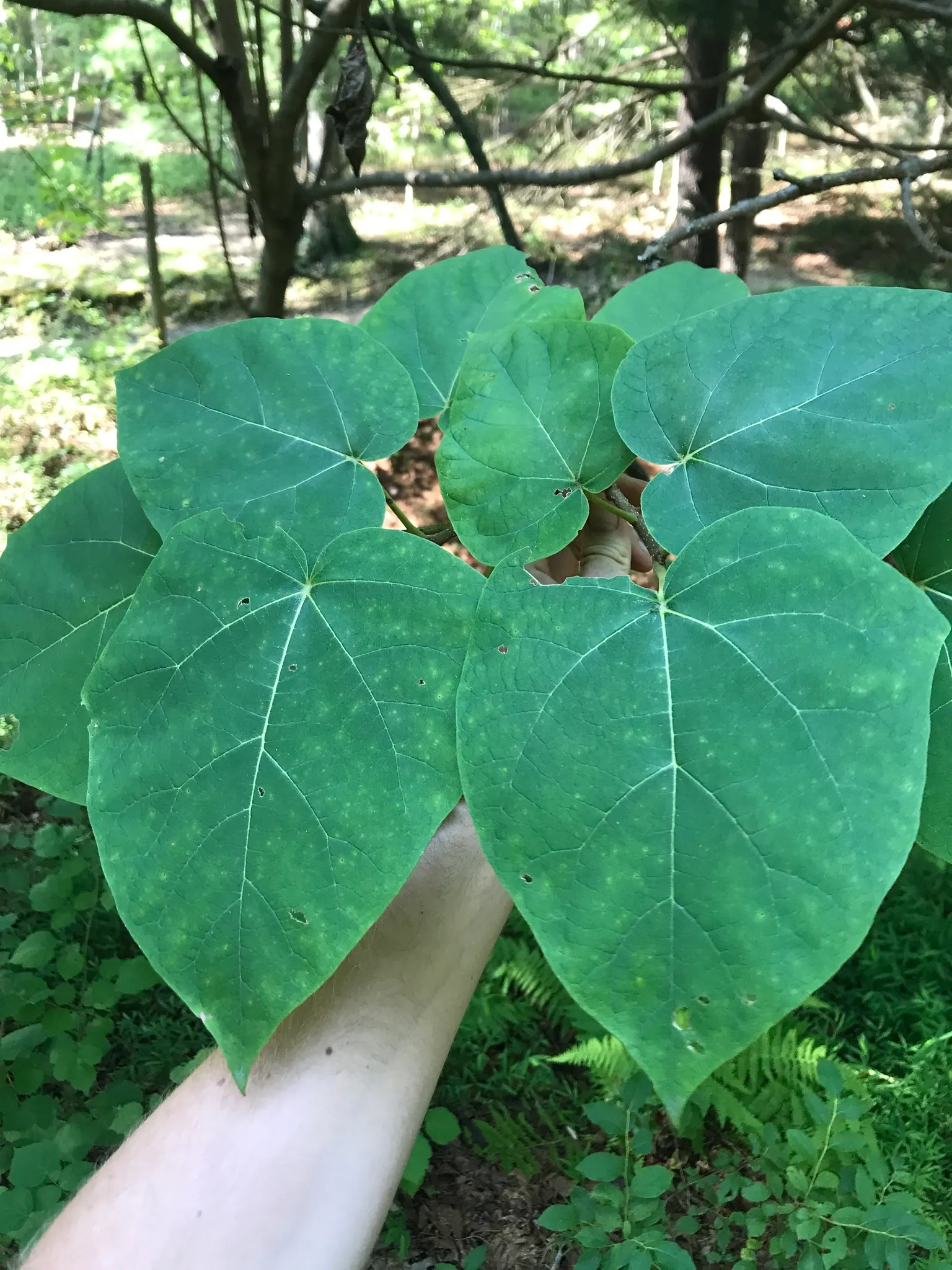 Empress Tree (Paulownia Tomentosa) — reaching up to 40-50 ft tall with a spread of 30-40 ft; with a widespread canopy extending to 30 to 40 feet at, image 46
