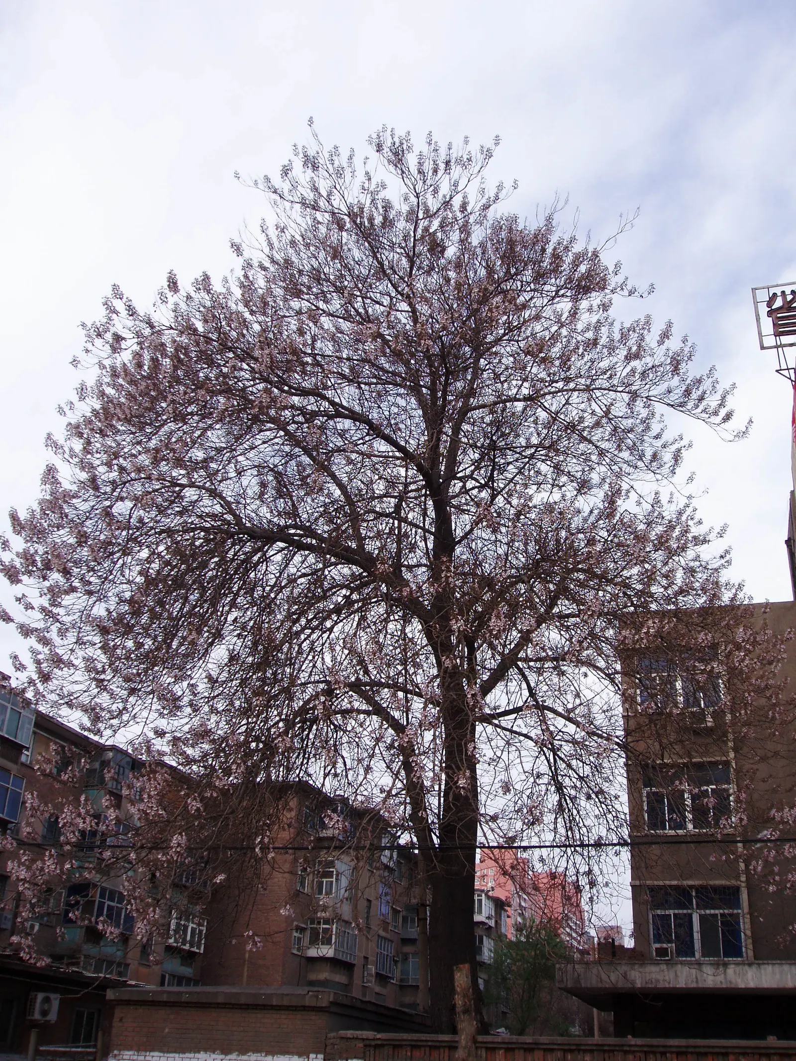 Empress Tree (Paulownia Tomentosa) — tree for full; the Empress Tree is an exceptional choice, image 88