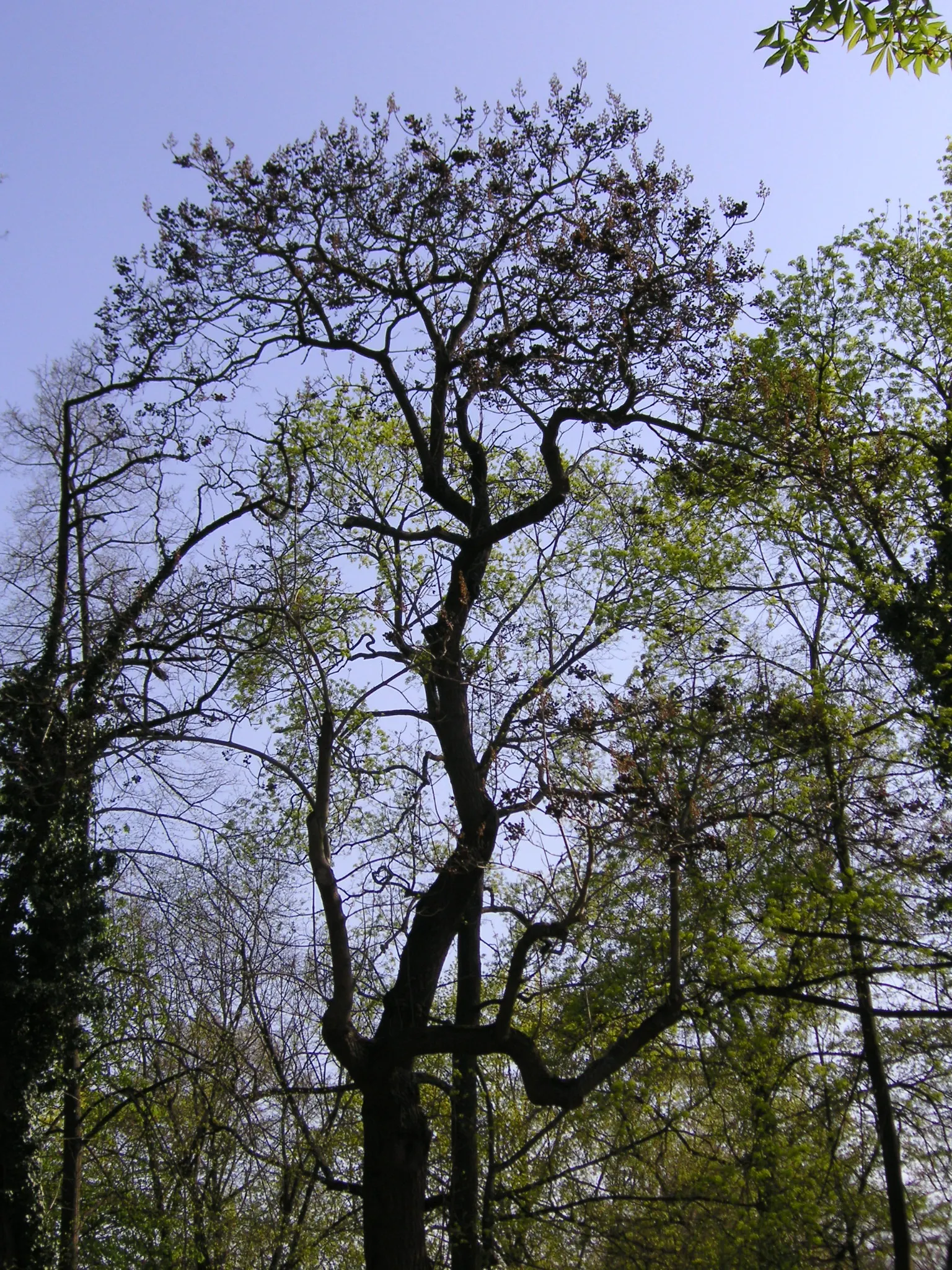 Empress Tree (Paulownia Tomentosa) — often before the heart-shaped leaves unfurl; tree for full, image 57