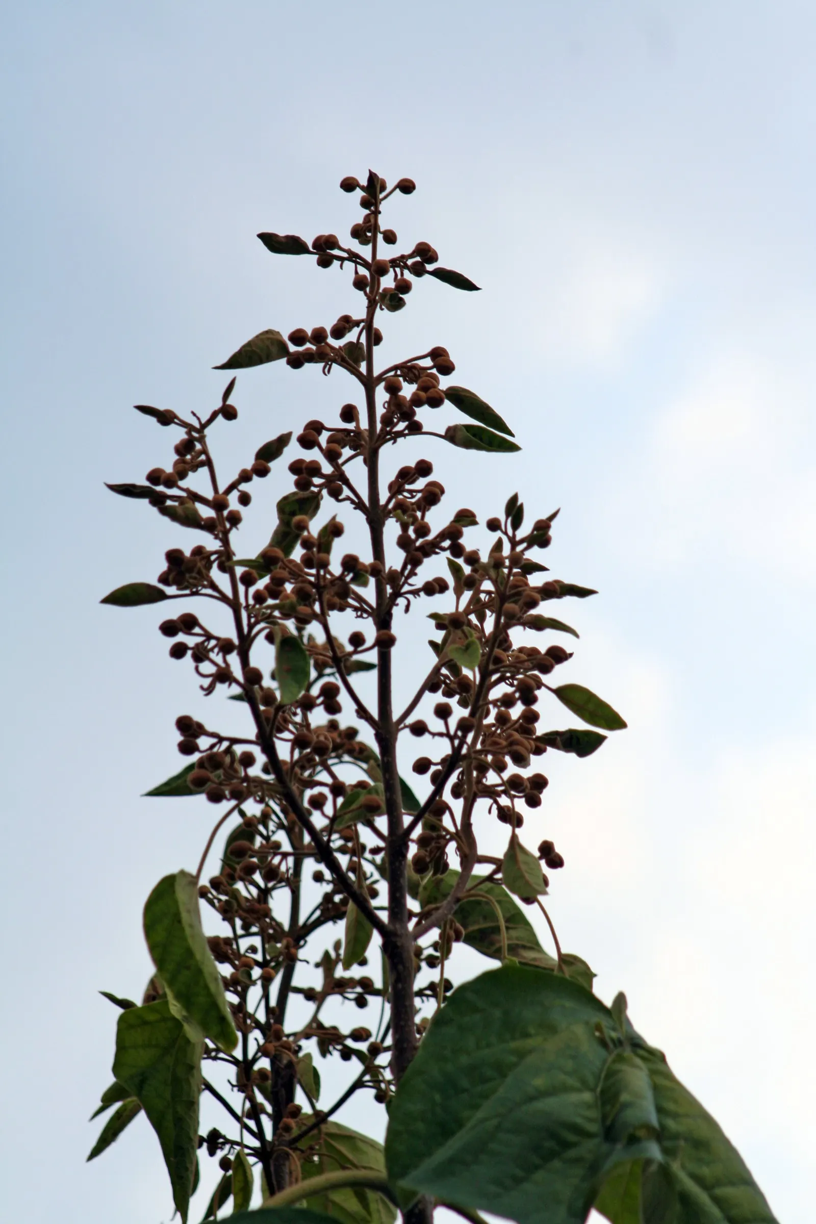 Empress Tree (Paulownia Tomentosa) — Though adaptable to a variety of soil conditions; tree with lavender blooms, image 60