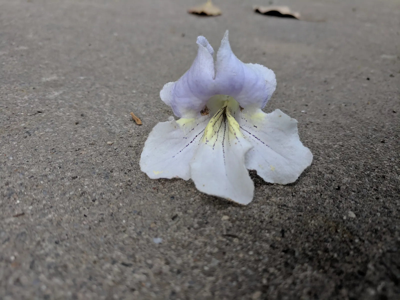 Empress Tree (Paulownia Tomentosa) — with sizes ranging from 5 to 12 inches across
