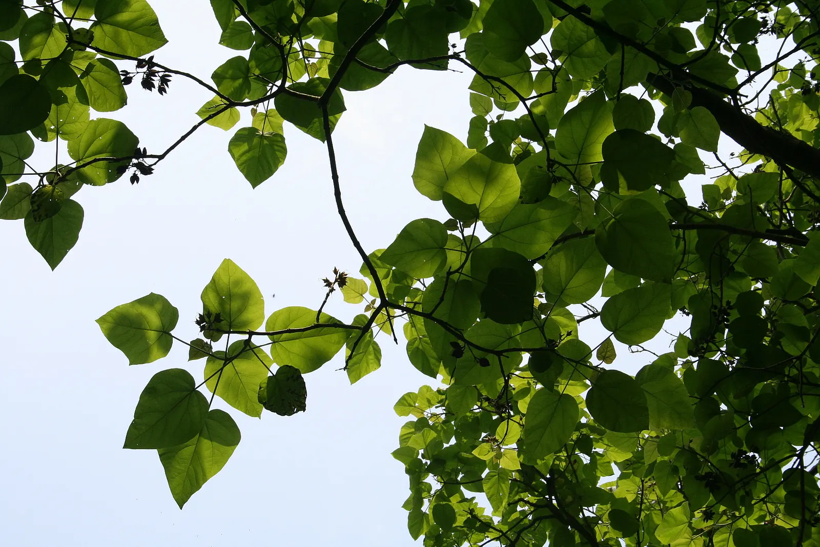Empress Tree (Paulownia Tomentosa) — Requires space and light pruning to control its size and avoid self-seeding, as it can become invasive, image 95