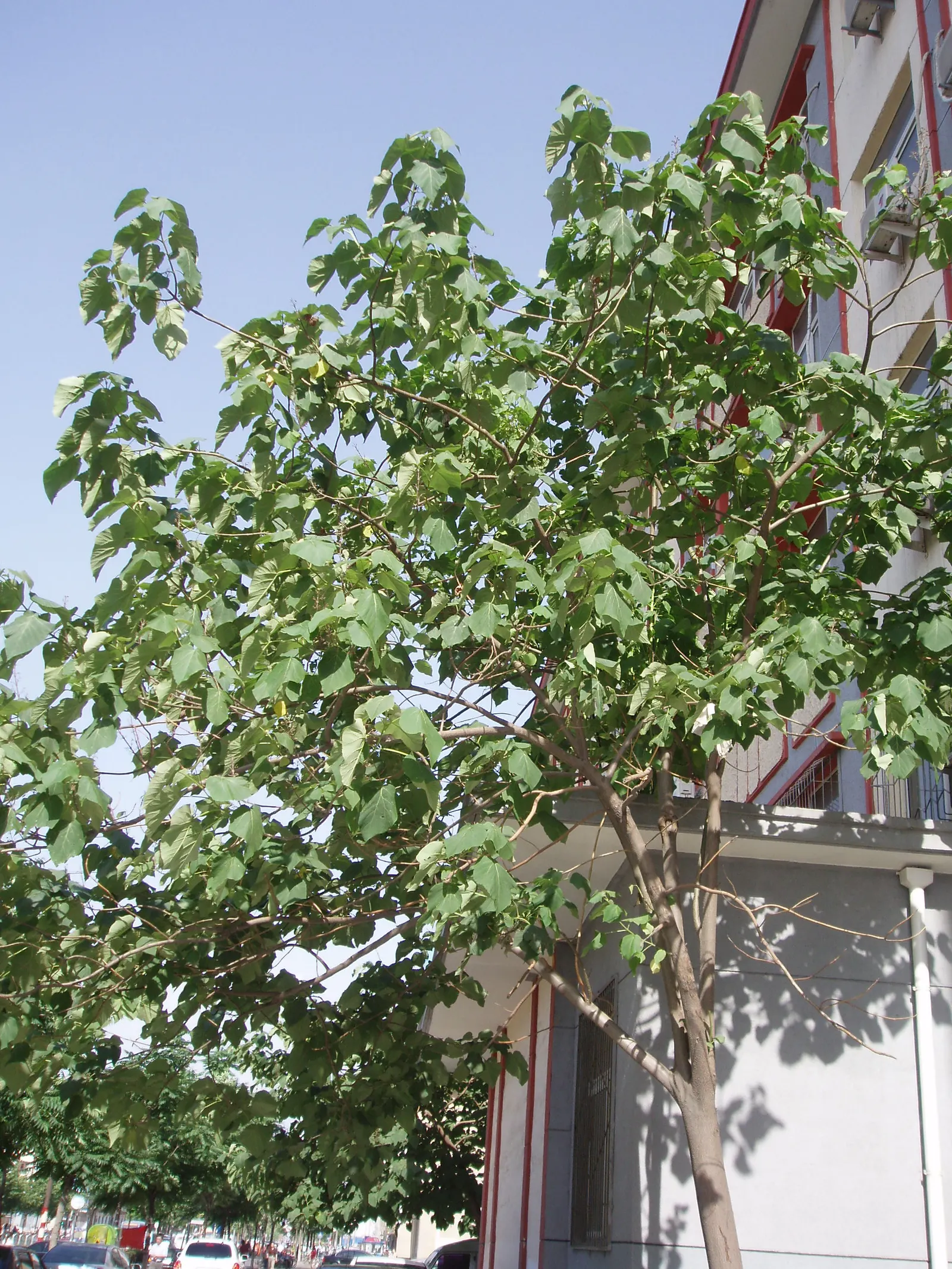 Empress Tree (Paulownia Tomentosa) — lavender flowers in the garden