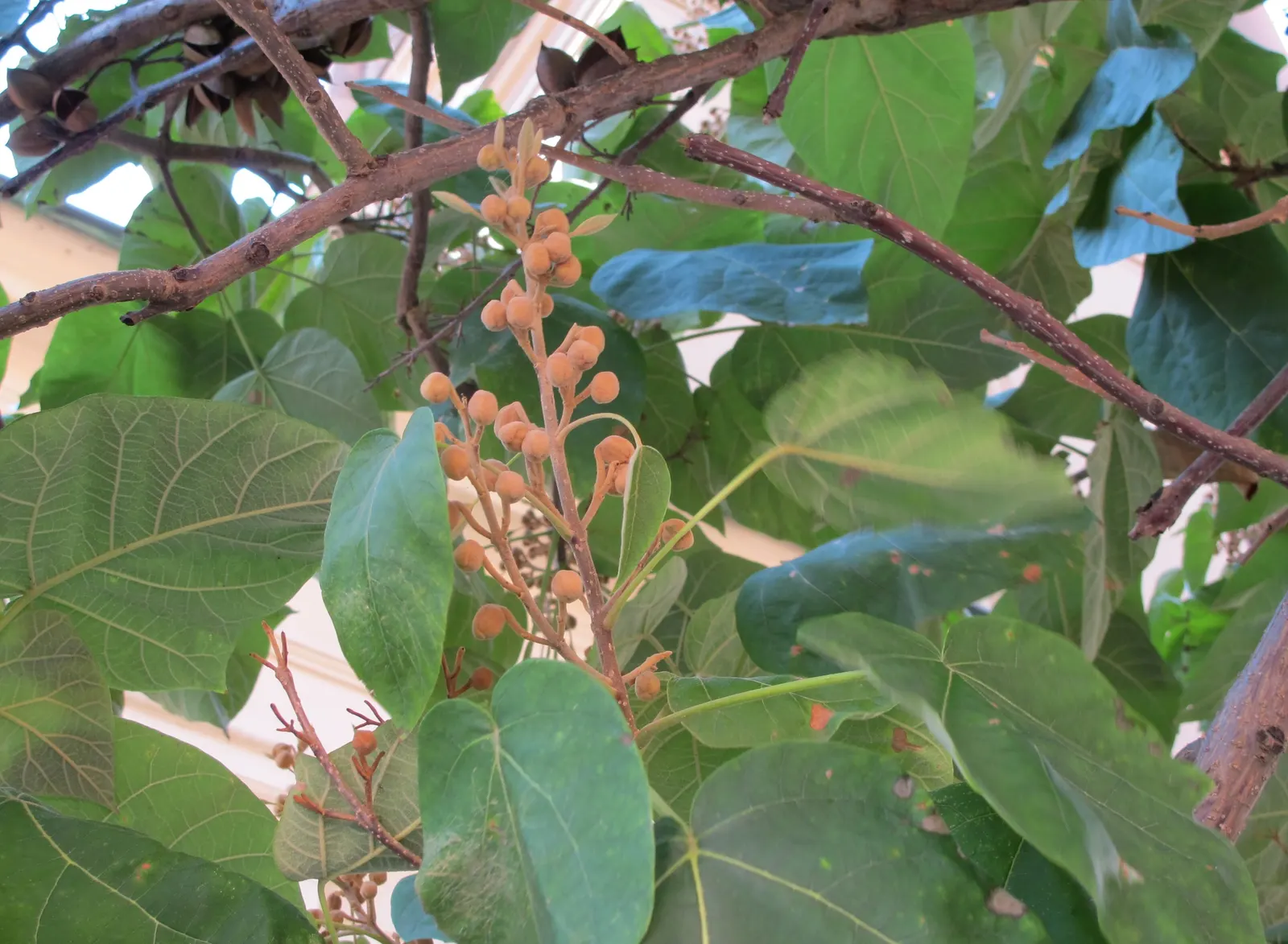 Empress Tree (Paulownia Tomentosa) — This deciduous tree can soar to heights ranging from 30 to 50 feet