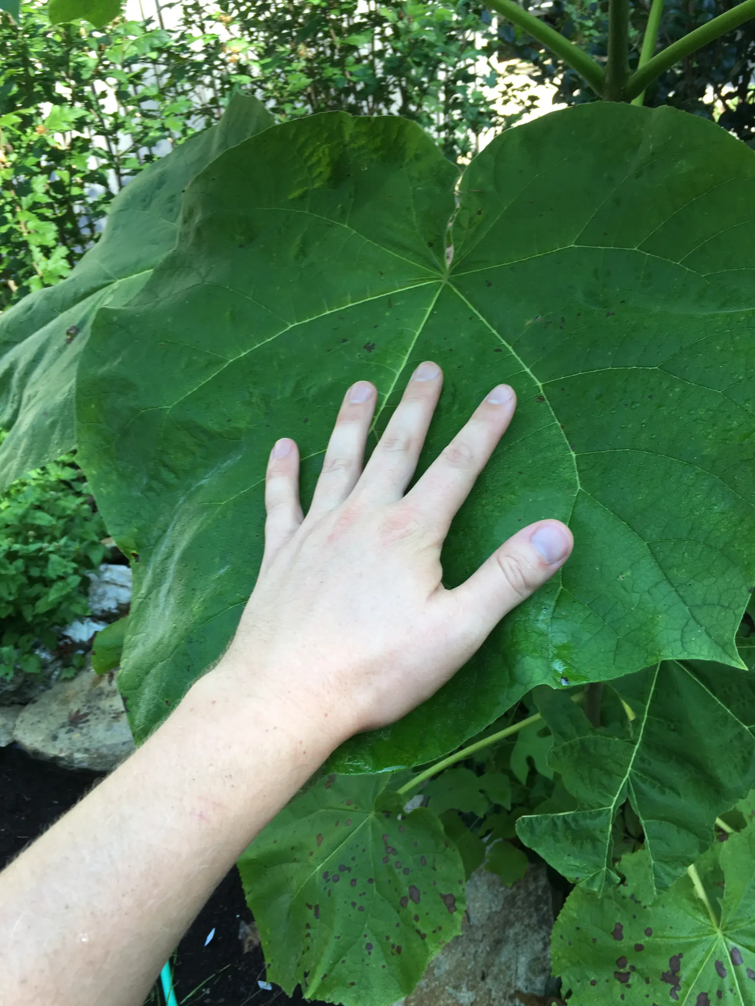 Empress Tree (Paulownia Tomentosa) — Known for its large heart-shaped leaves and showy; well-drained soils with a pH level between 5.5 and 7.0