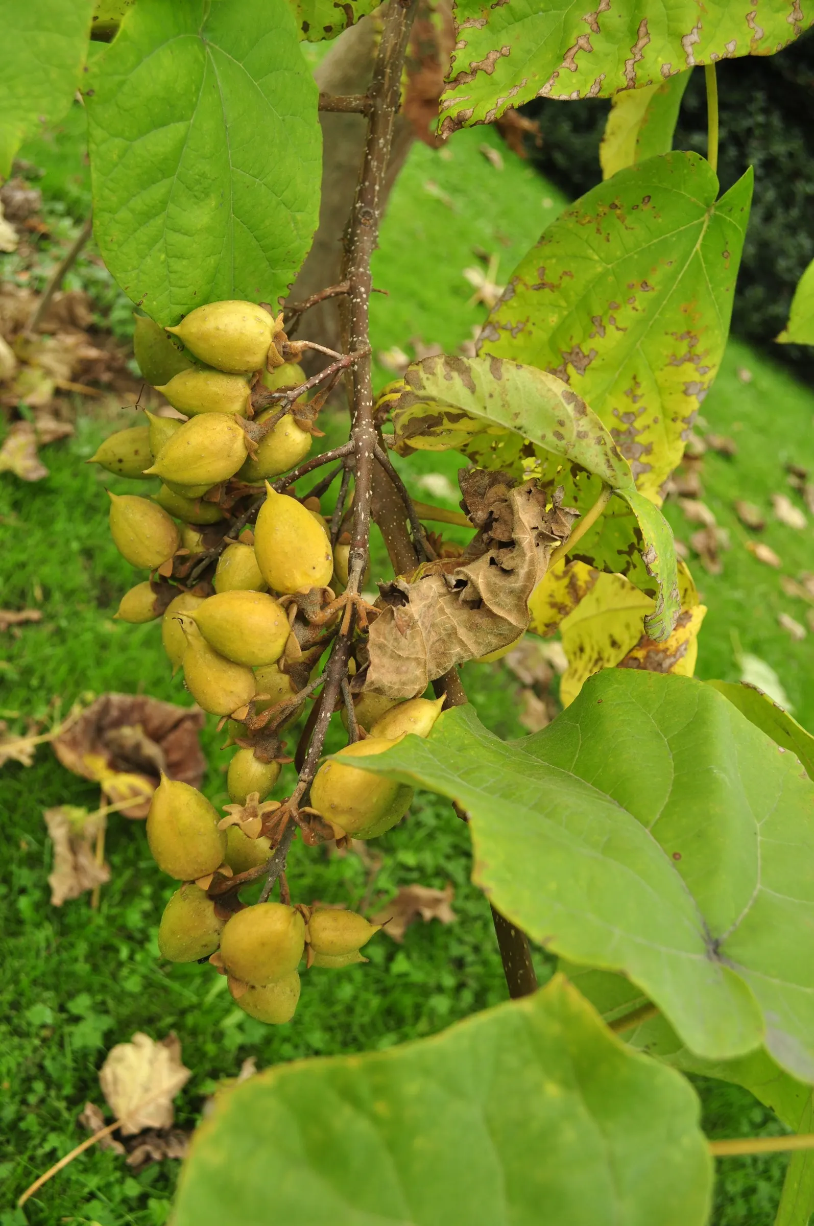 Empress Tree (Paulownia Tomentosa) — reaching up to 40-50 ft tall with a spread of 30-40 ft