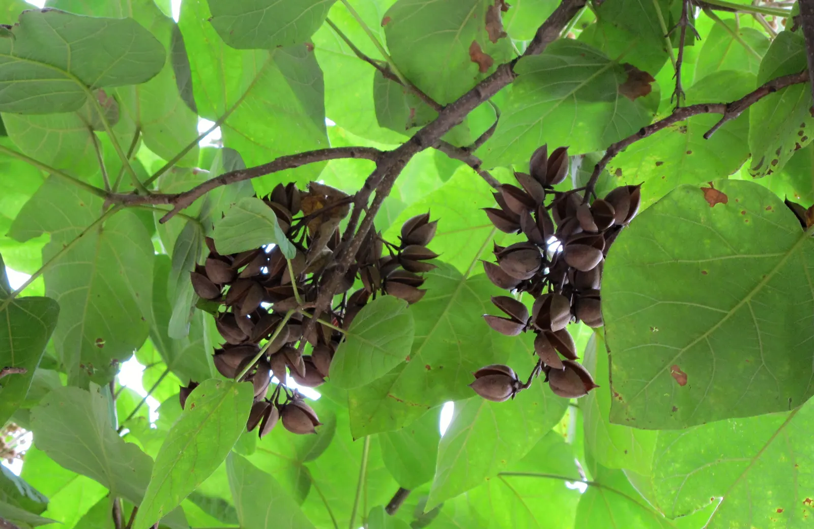 Empress Tree (Paulownia Tomentosa) — tree with lavender blooms; showy lavender flowers that blossom in spring, image 65