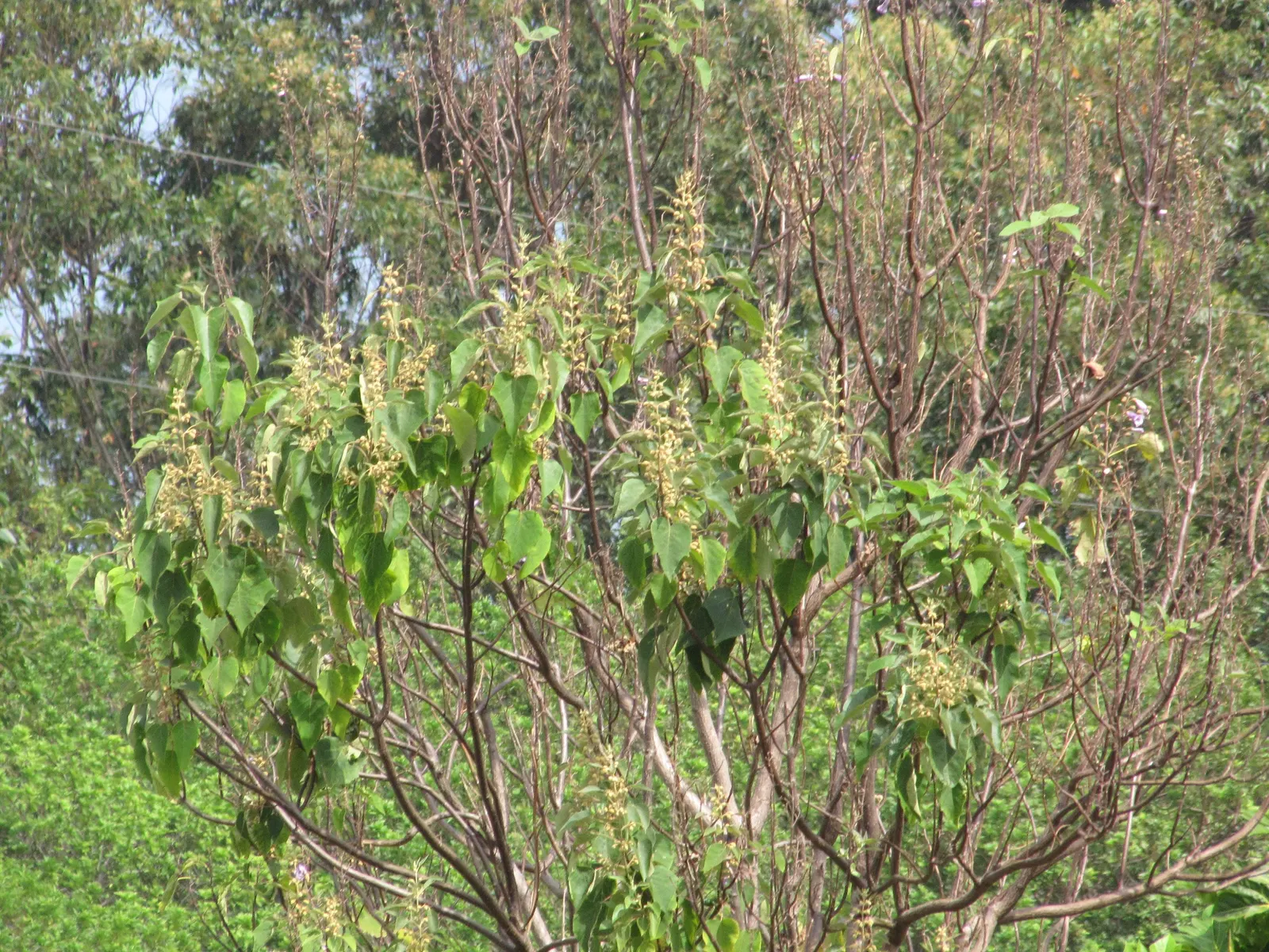 Empress Tree (Paulownia Tomentosa) — this species prefers moist; it is adaptable but favors well-drained soils
