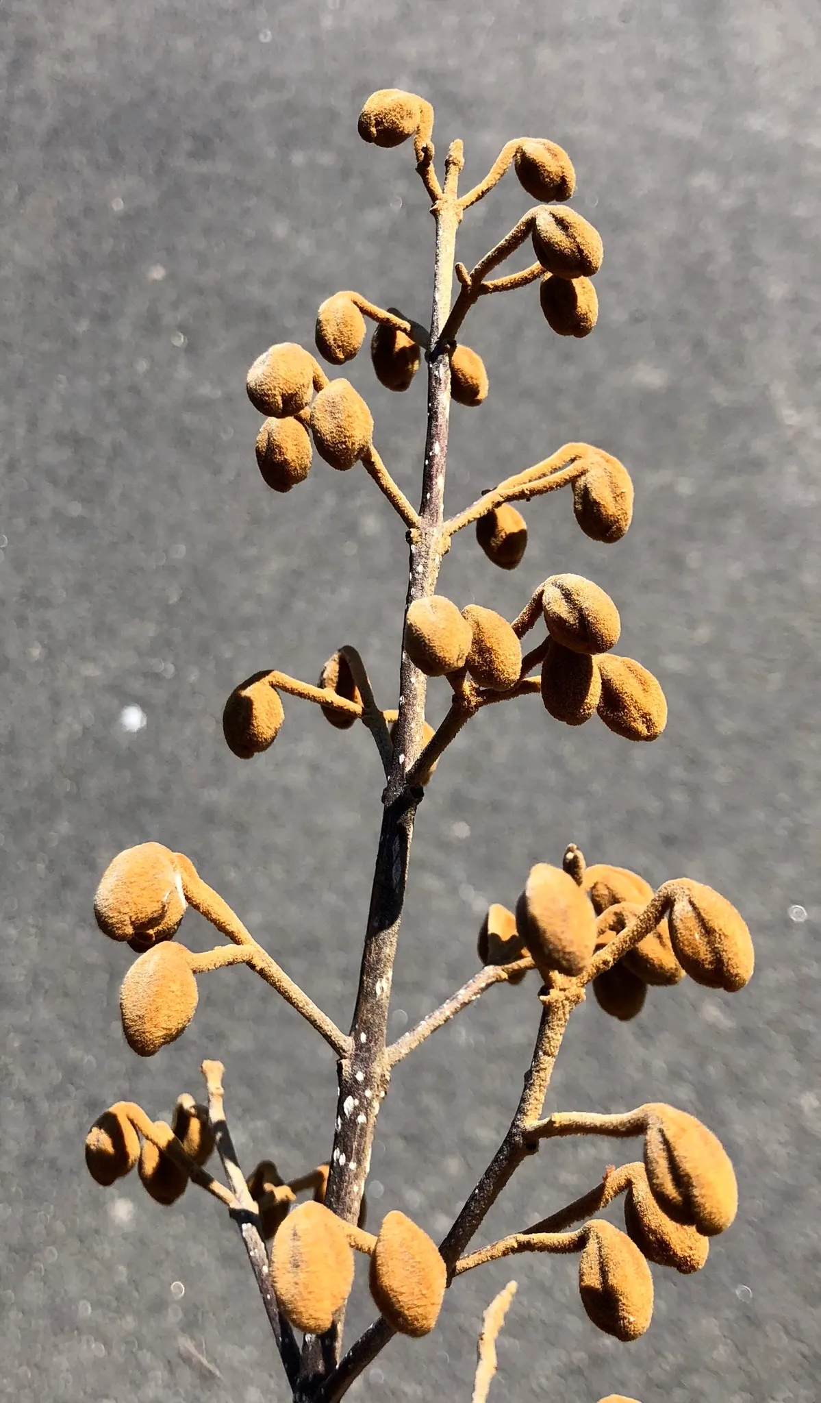 Empress Tree (Paulownia Tomentosa) — well-drained soils with a pH level between 5.5 and 7.0; often before the heart-shaped leaves unfurl, image 62