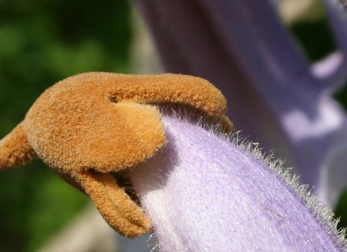 Empress Tree (Paulownia Tomentosa) — often before the heart-shaped leaves unfurl; tree for full, image 101