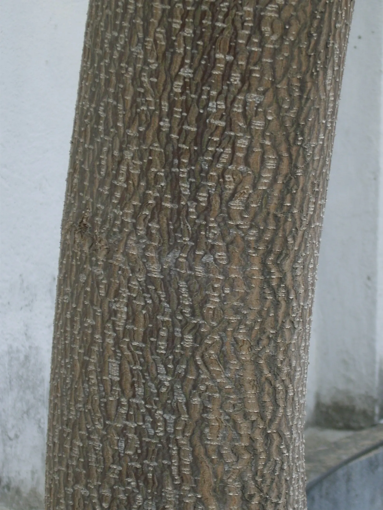 Empress Tree (Paulownia Tomentosa) — the Empress Tree is an exceptional choice; lavender flowers in the garden, image 85