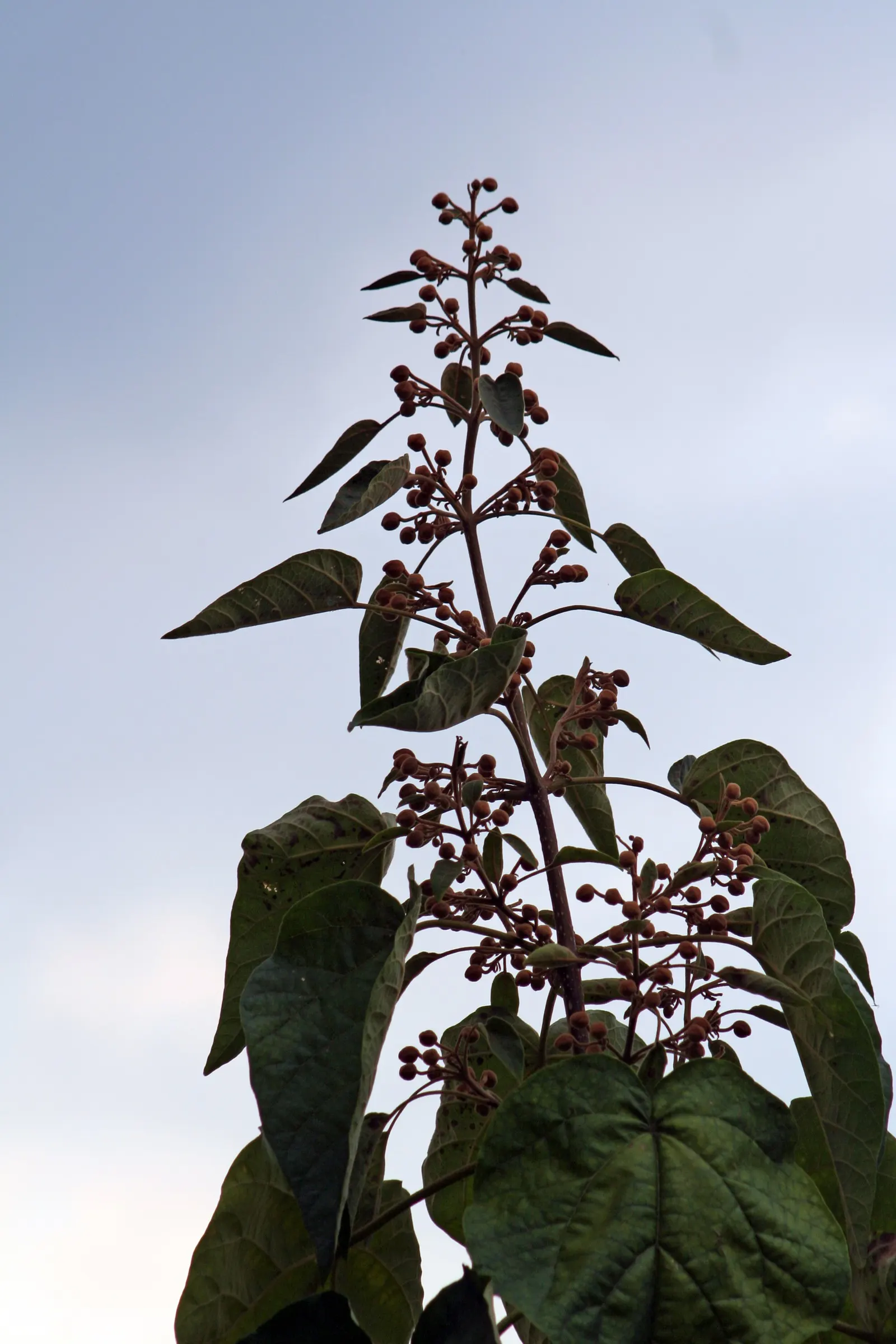 Empress Tree (Paulownia Tomentosa) — offering a dense canopy that provides ample shade in the summer months; with sizes ranging from 5 to 12 inches, image 81