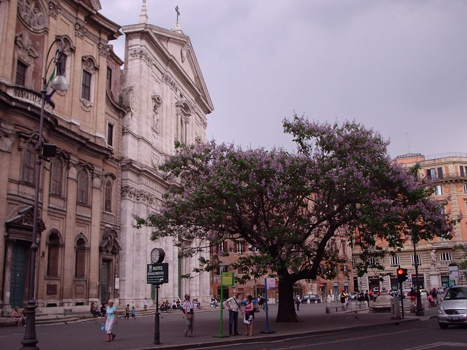 Empress Tree (Paulownia Tomentosa) — with sizes ranging from 5 to 12 inches across; requires space and light pruning to control its size and avoid, image 58