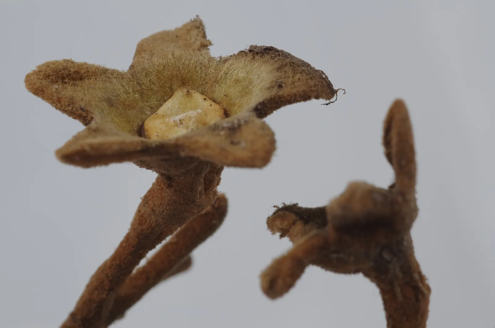 Empress Tree (Paulownia Tomentosa) — often before the heart-shaped leaves unfurl; tree for full