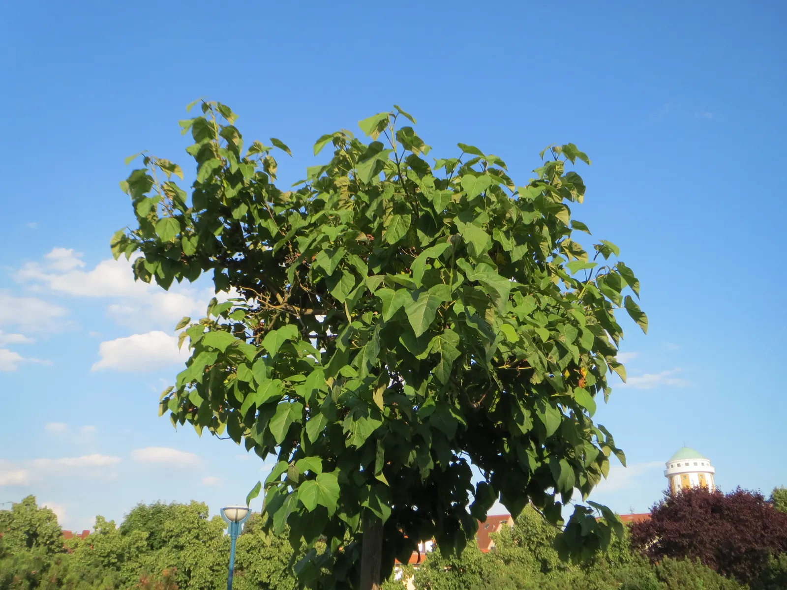 Empress Tree (Paulownia Tomentosa) — showy lavender flowers that blossom in spring; offering a dense canopy that provides ample shade in the summer months