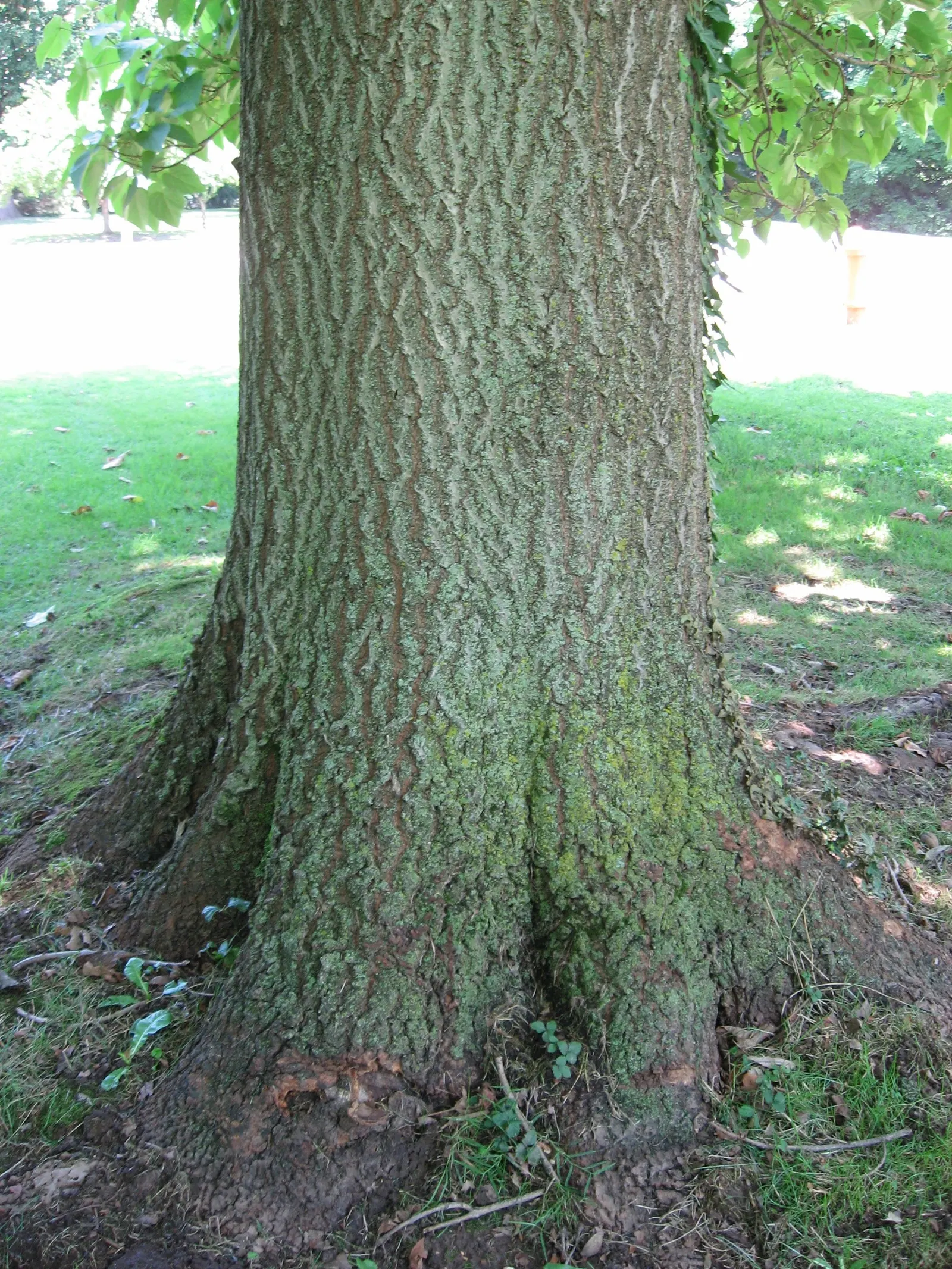 Empress Tree (Paulownia Tomentosa) — well-drained soils with a pH level between 5.5 and 7.0