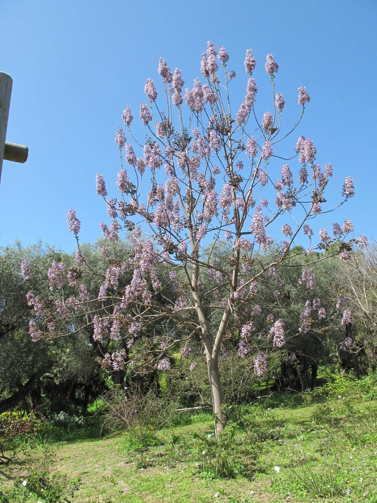 Empress Tree (Paulownia Tomentosa) — Though adaptable to a variety of soil conditions; tree with lavender blooms, image 82