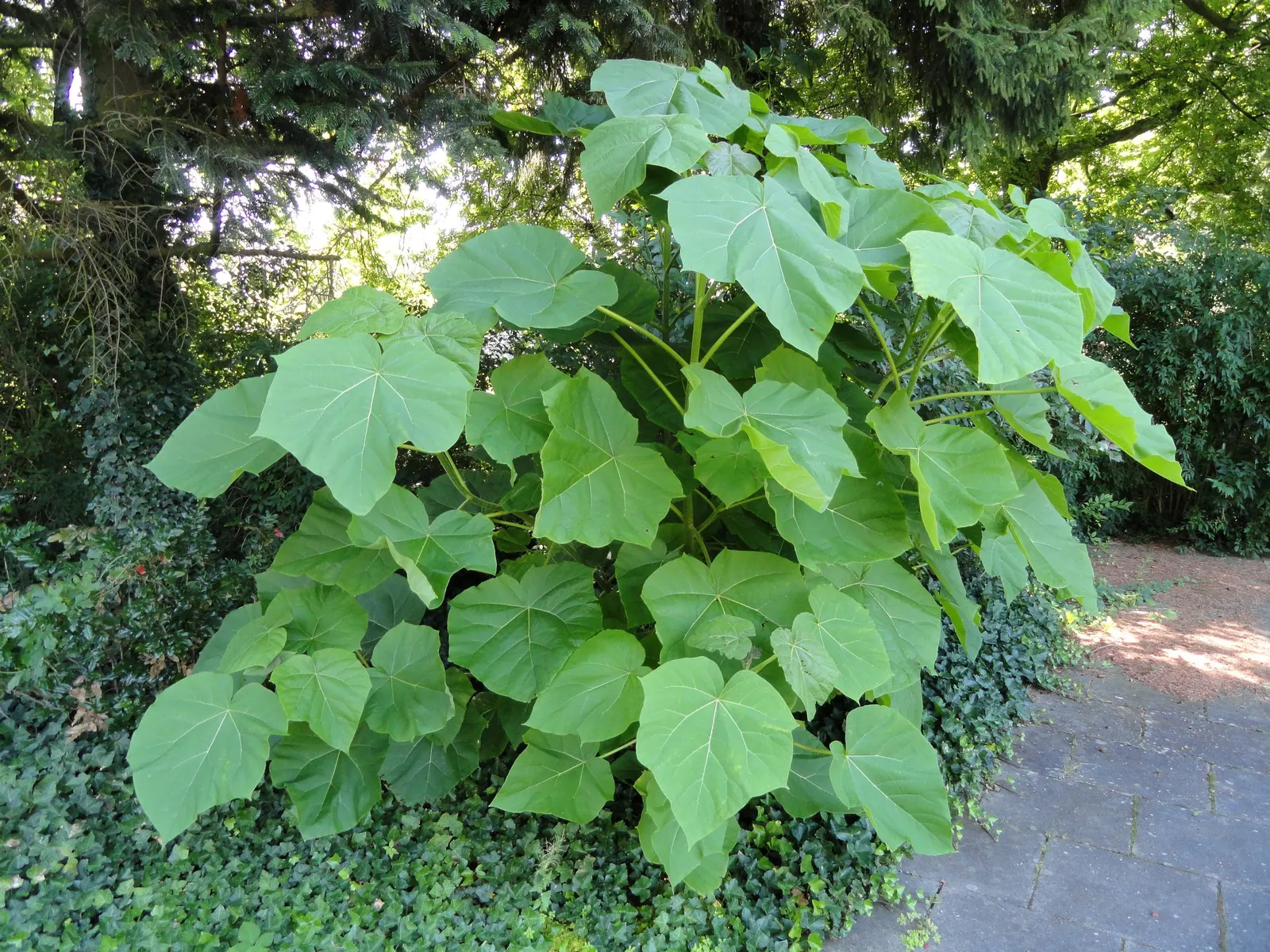 Empress Tree (Paulownia Tomentosa) — with a widespread canopy extending to 30 to 40 feet at maturity; commonly thrives in USDA hardiness zones 5, image 77