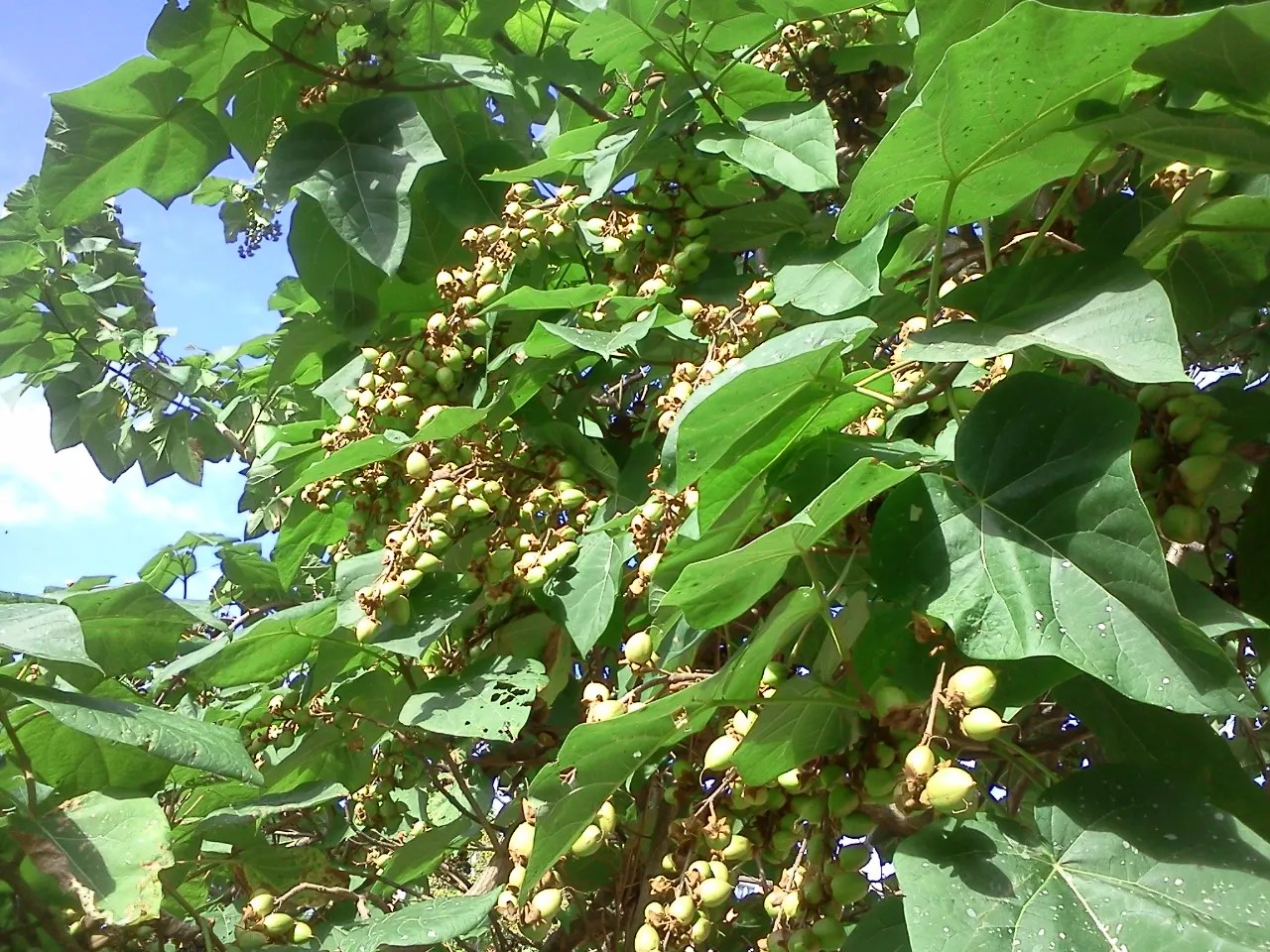 Empress Tree (Paulownia Tomentosa) — the Empress Tree is an exceptional choice; lavender flowers in the garden