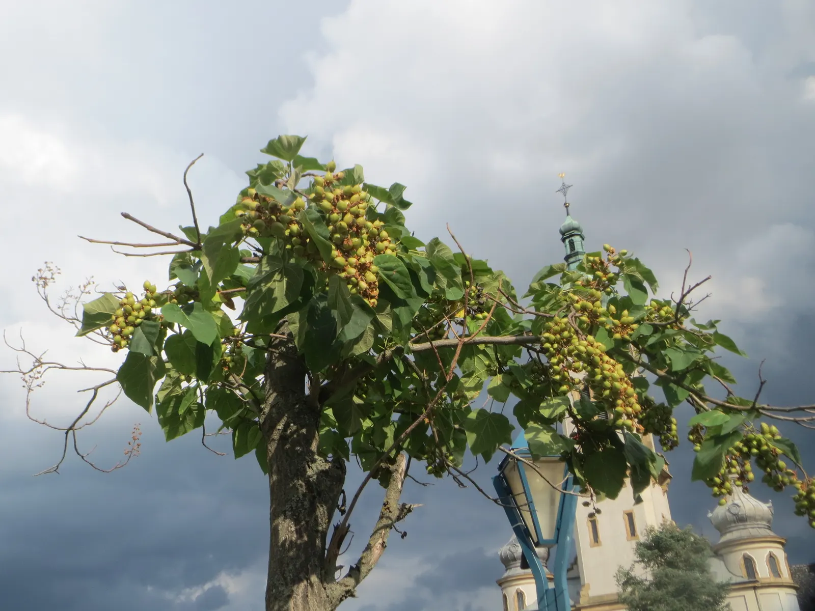 Empress Tree (Paulownia Tomentosa) — fragrant lavender blossoms in spring; known for its large heart-shaped leaves and showy, image 70