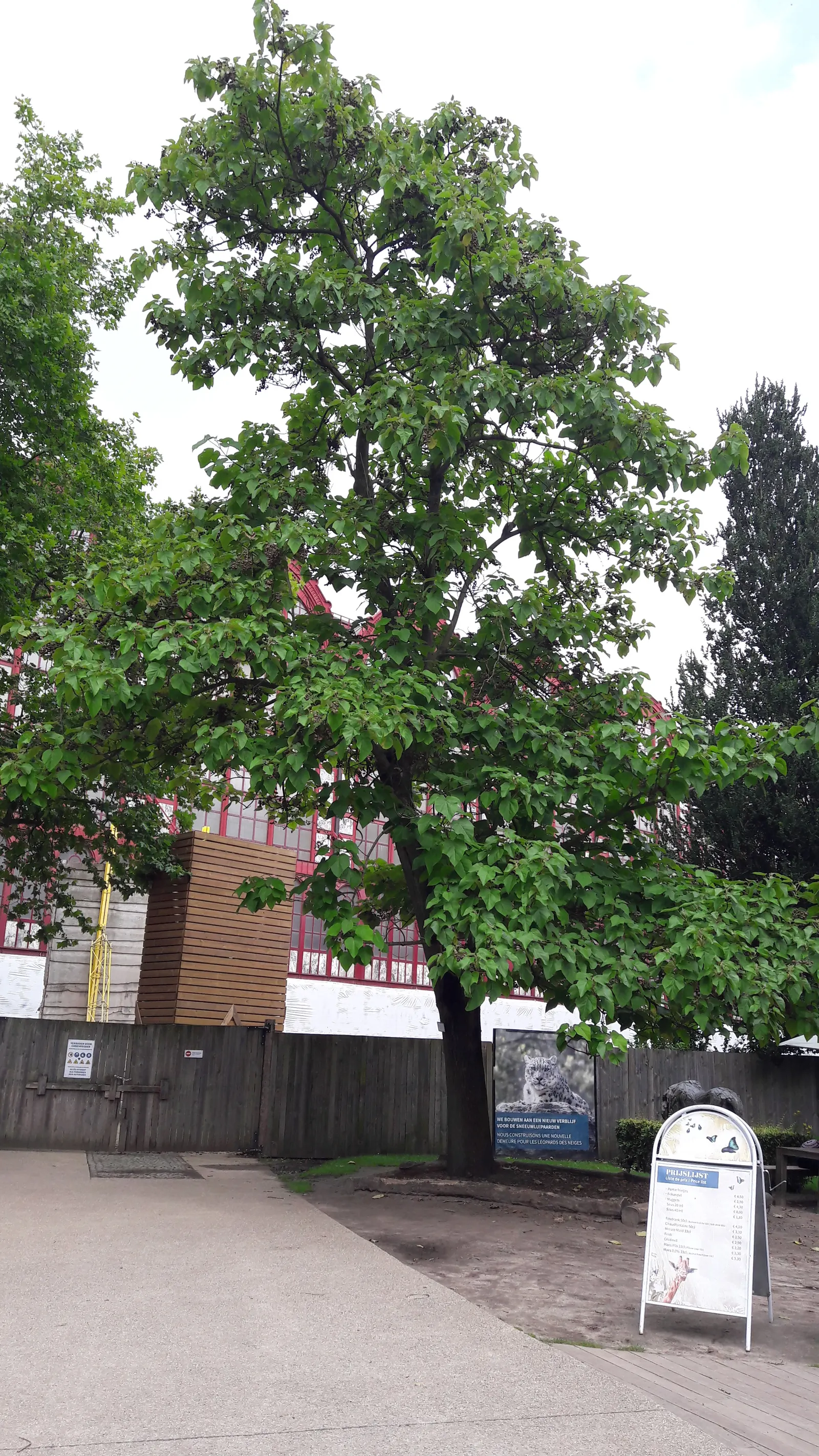 Empress Tree (Paulownia Tomentosa) — and is renowned for its astonishing growth rate and impressive canopy; though adaptable to a variety of soil, image 97