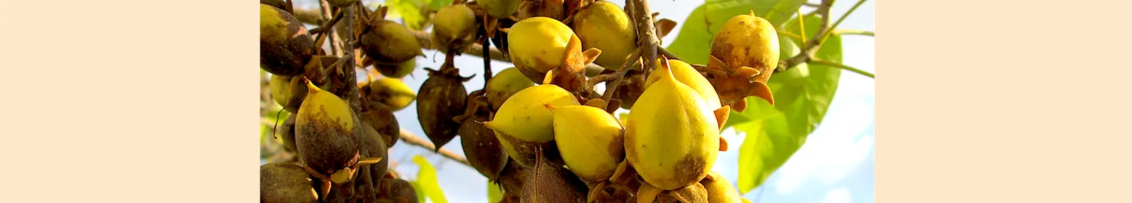 Empress Tree (Paulownia Tomentosa) — with sizes ranging from 5 to 12 inches across; requires space and light pruning to control its size and avoid