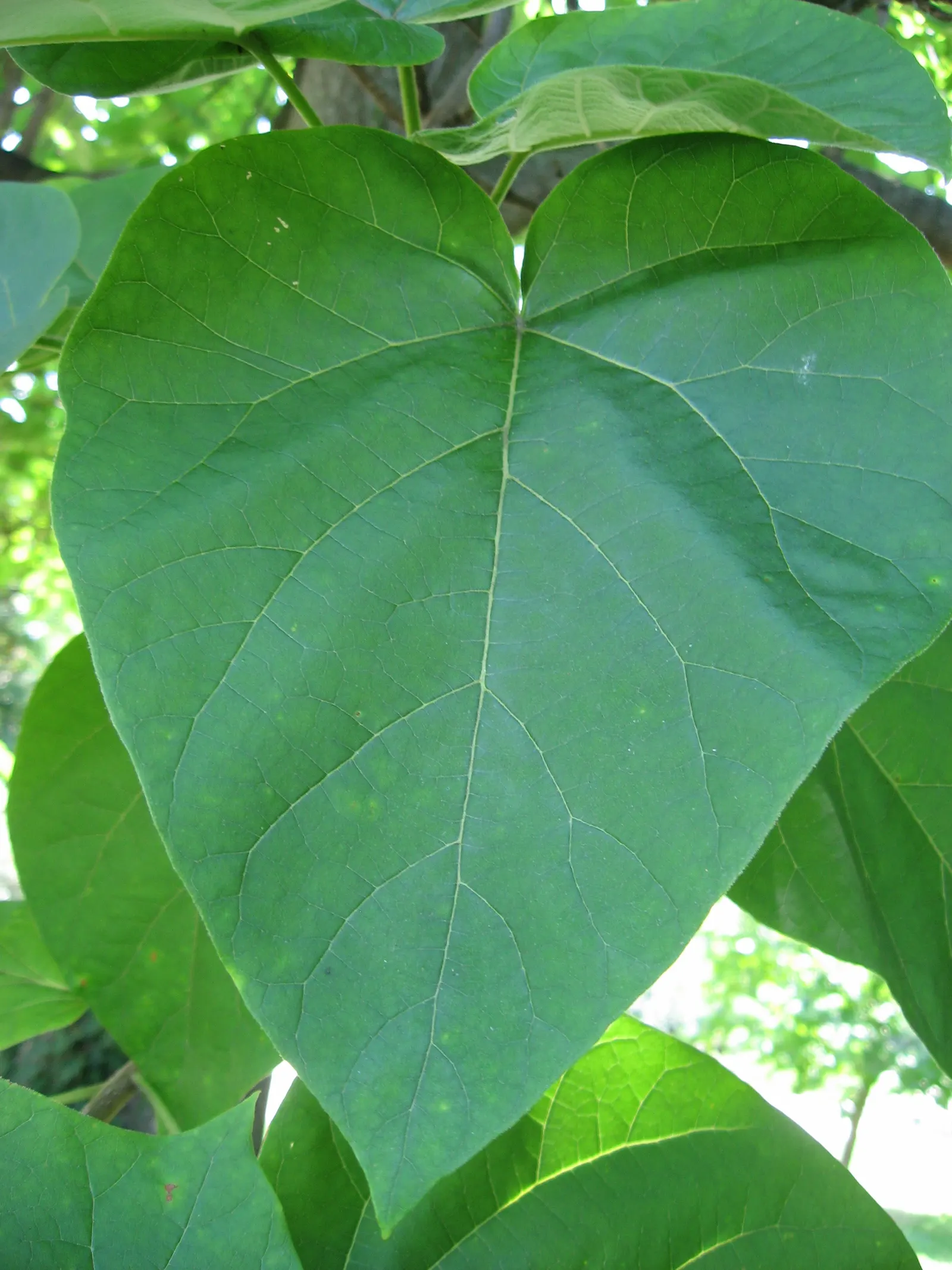 Empress Tree (Paulownia Tomentosa) — lavender flowers in the garden; this tree prefers full sun, image 86