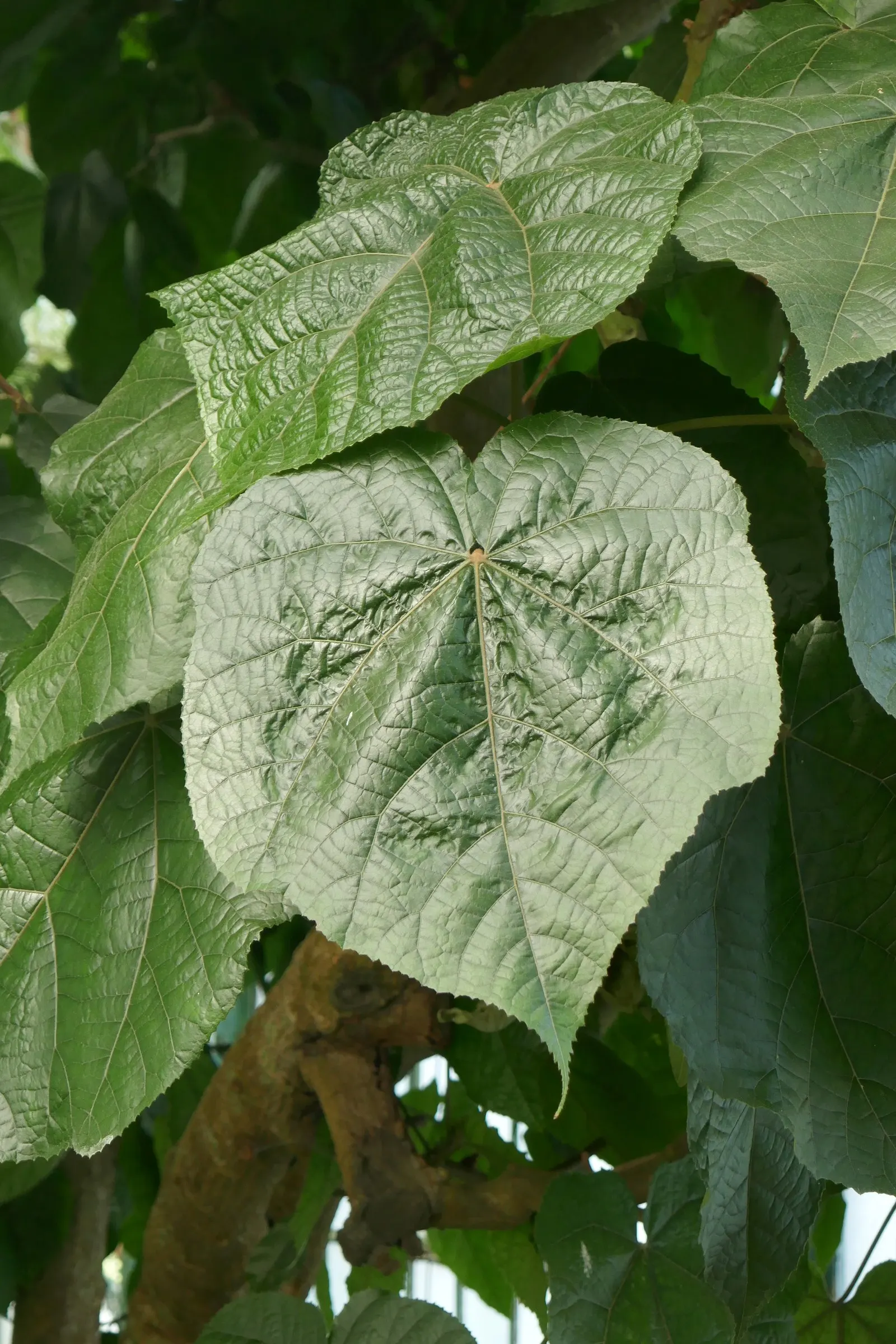 Pink Ball Tree (Dombeya Wallichii) — It's ideal for creating focal points in gardens due to its striking flowers and pleasant fragrance; these leaves are a