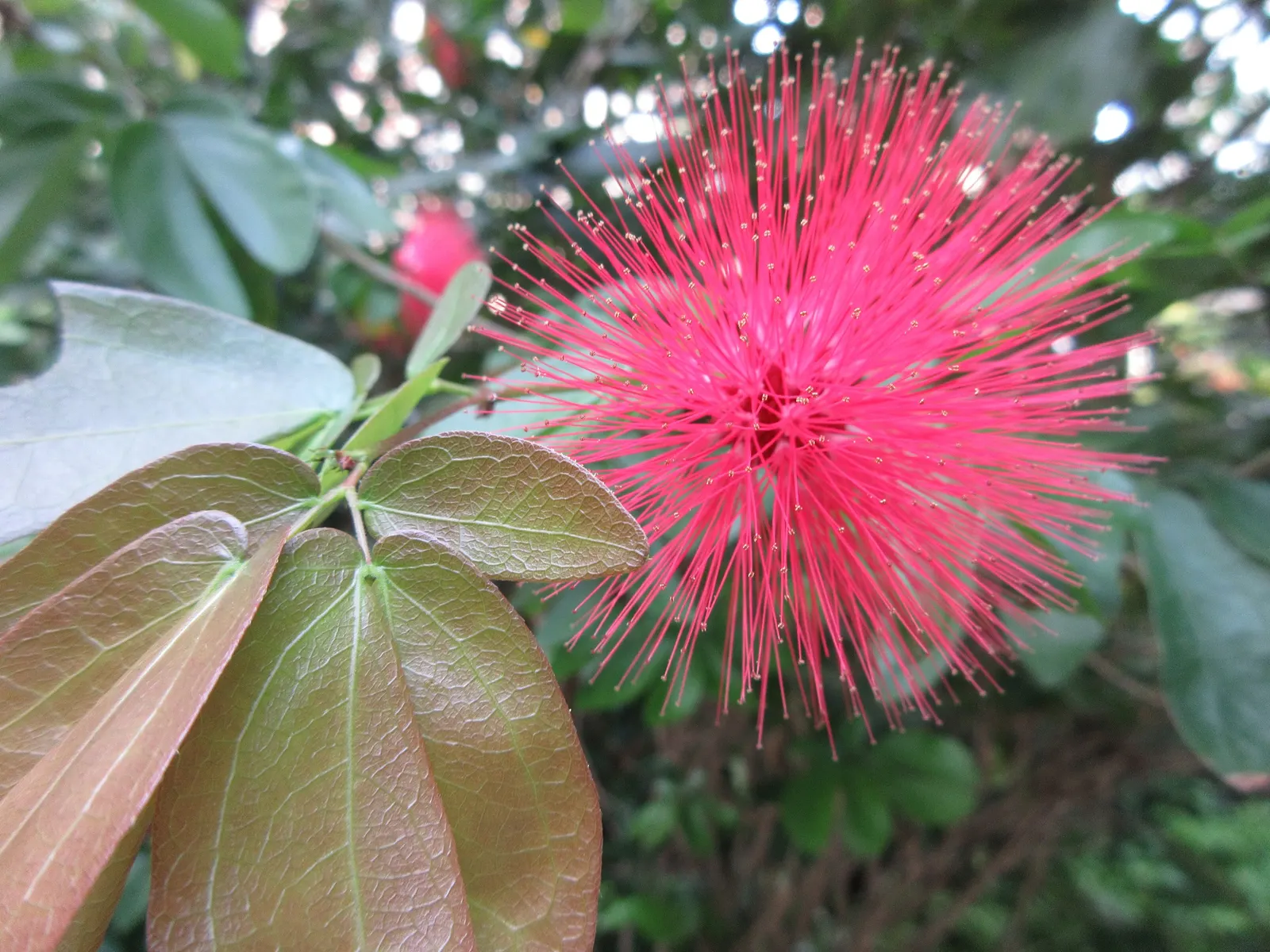 Pink Ball Tree (Dombeya Wallichii) — Well-drained soil is essential to prevent root rot