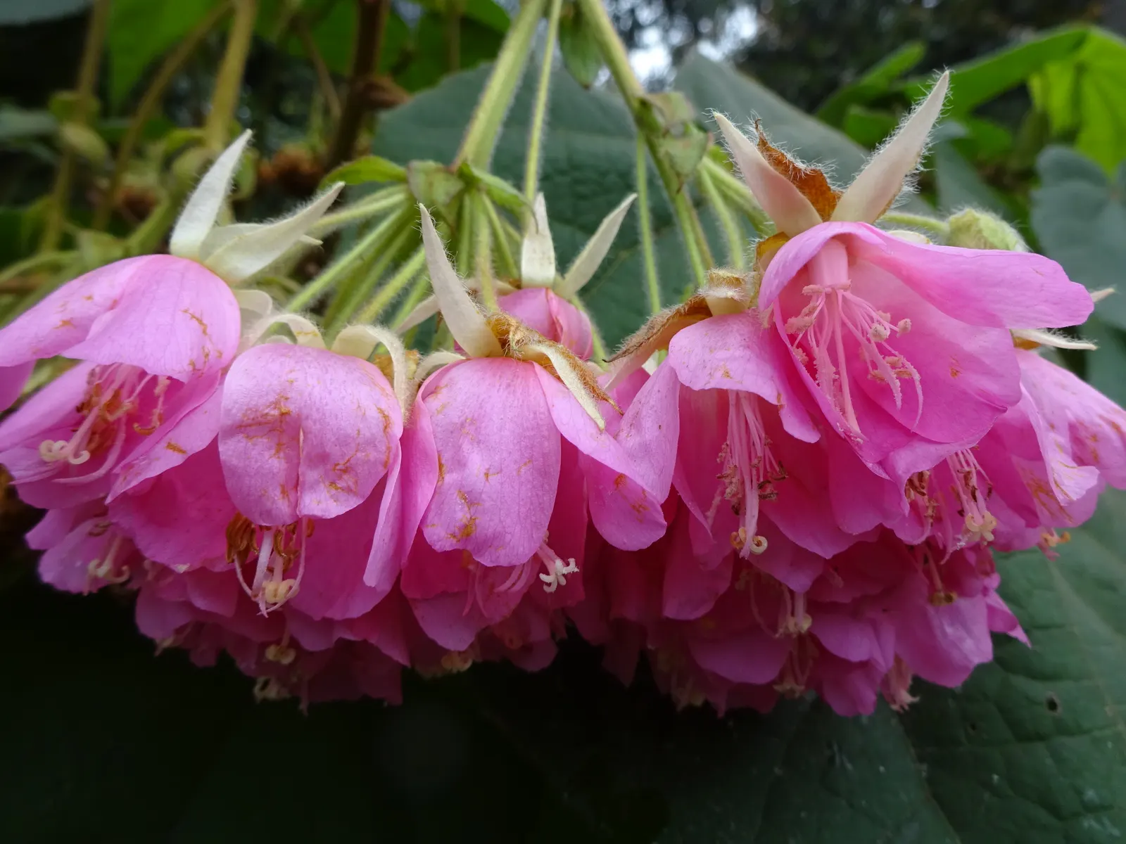 Pink Ball Tree (Dombeya Wallichii) — the Dombeya wallichii should be given space to flourish and not be crowded by other large plants; this specimen demands