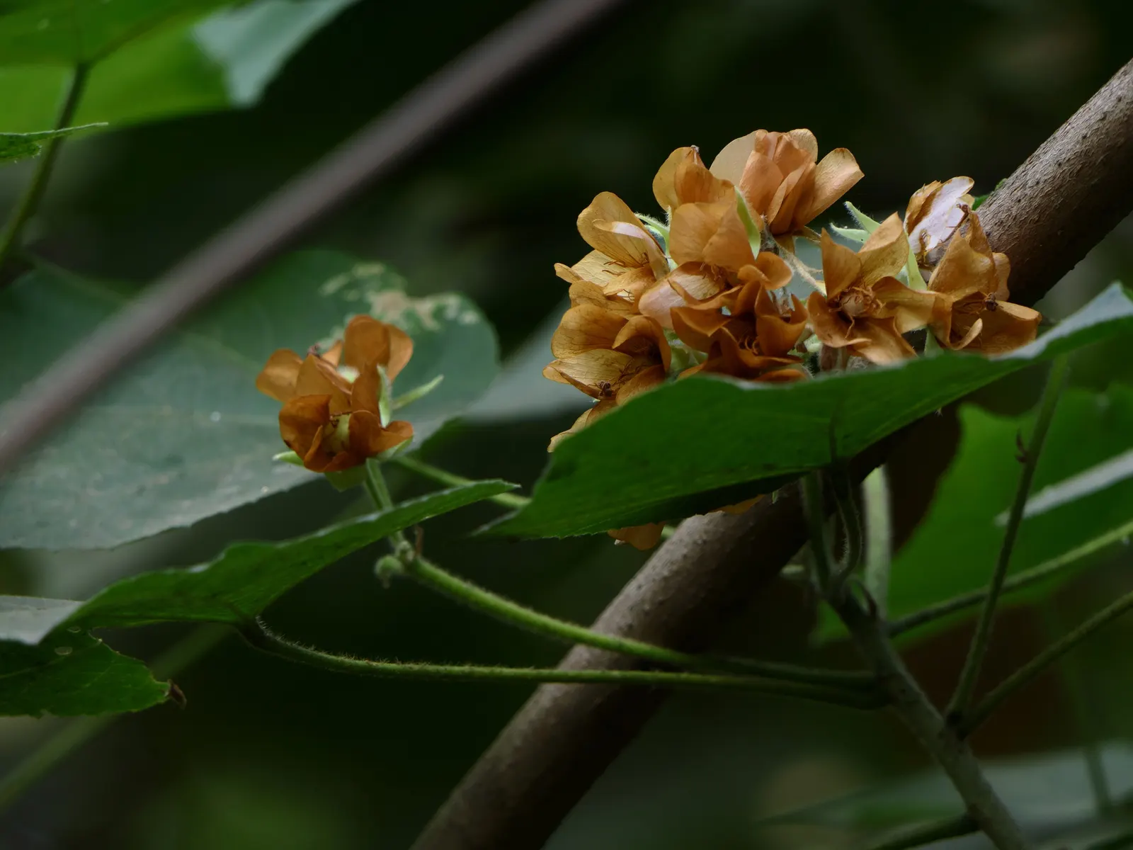 Pink Ball Tree (Dombeya Wallichii) — requiring moderate watering; these leaves are a deep green hue that contrasts beautifully against the showy clusters of