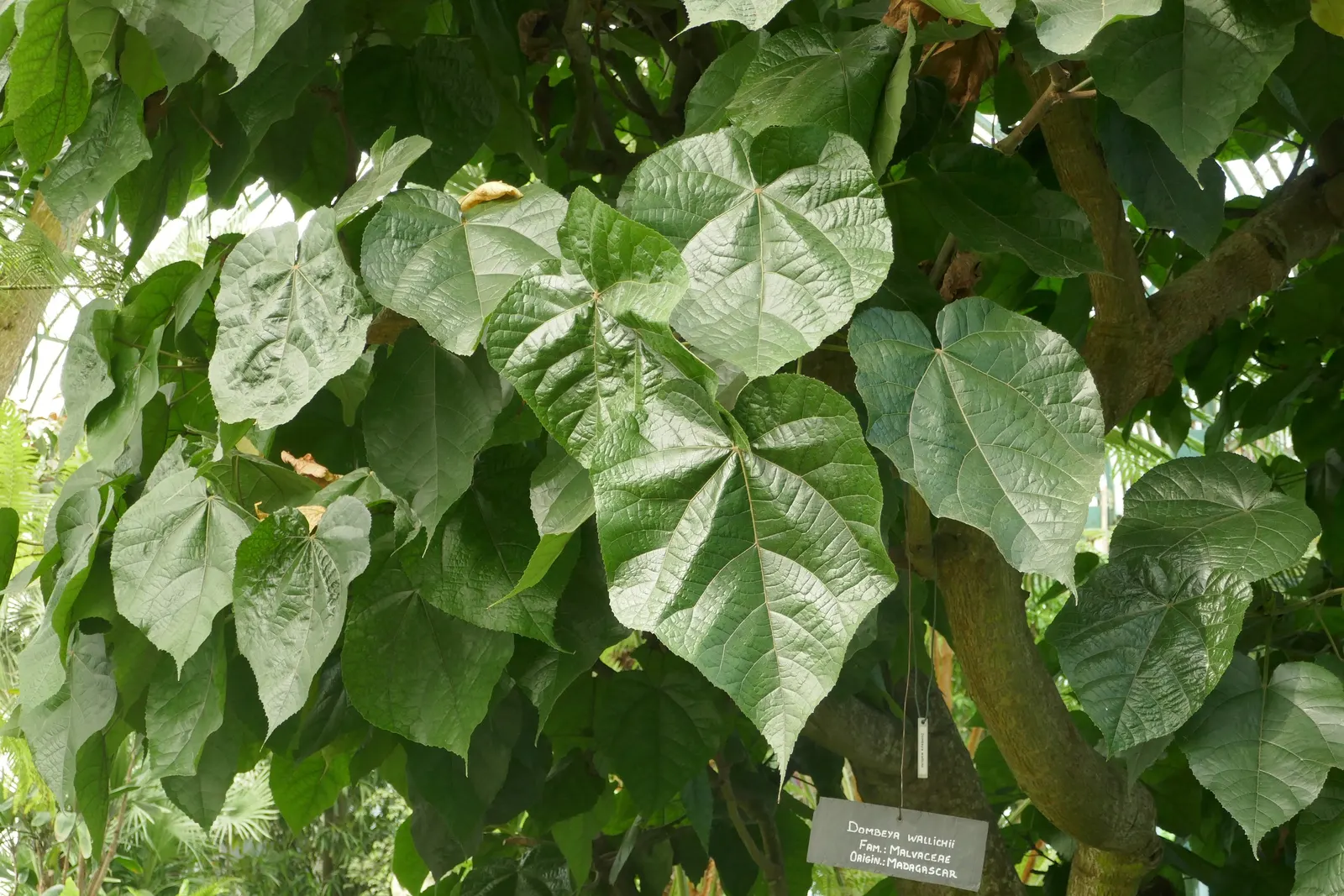Pink Ball Tree (Dombeya Wallichii) — pink flowers in the garden; this specimen demands full sun to partial shade and thrives in USDA zones 9-11
