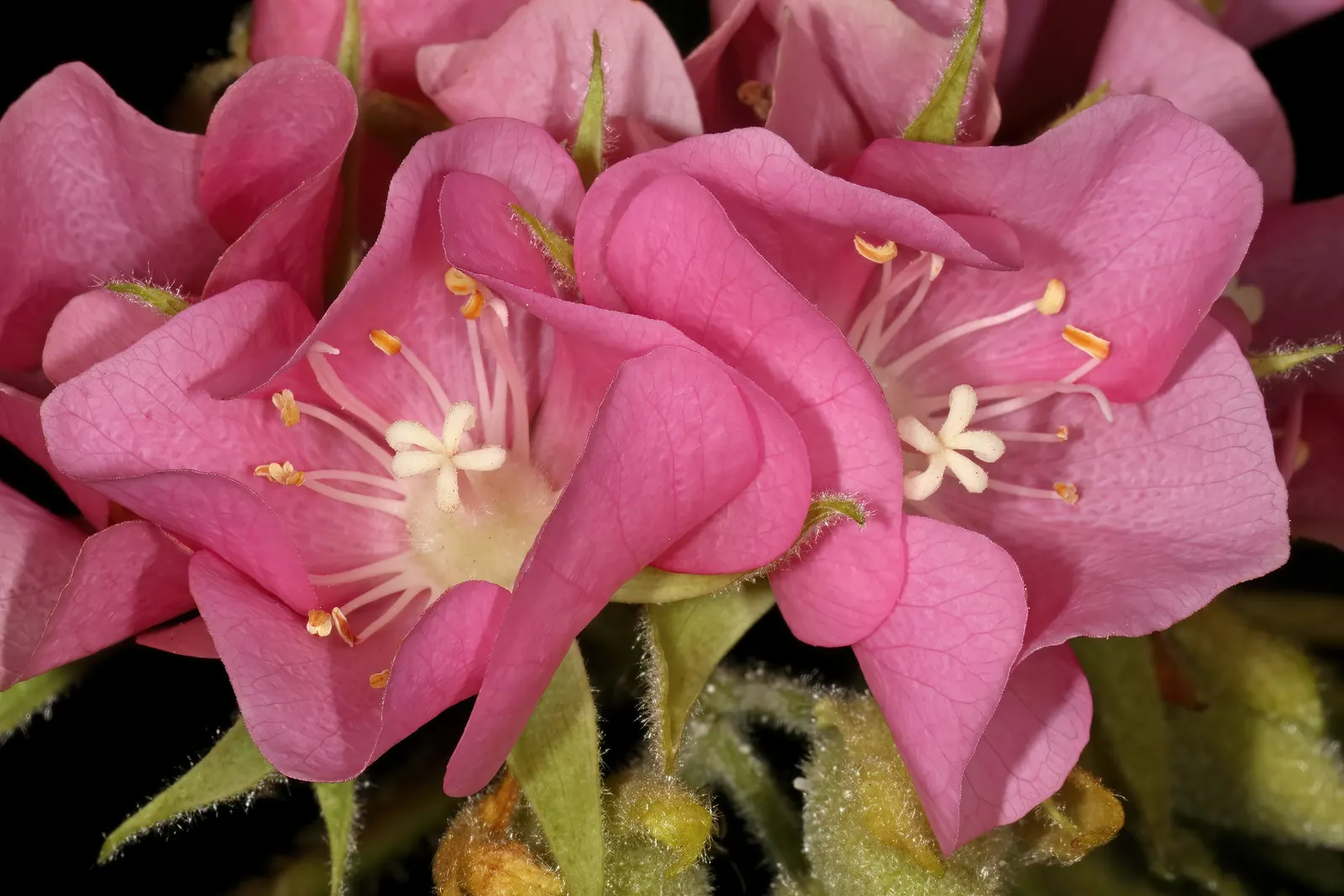 Pink Ball Tree (Dombeya Wallichii) — rounded silhouette when mature.<br><br>The foliage boasts broad; adding a touch of tropical elegance to the, image 93