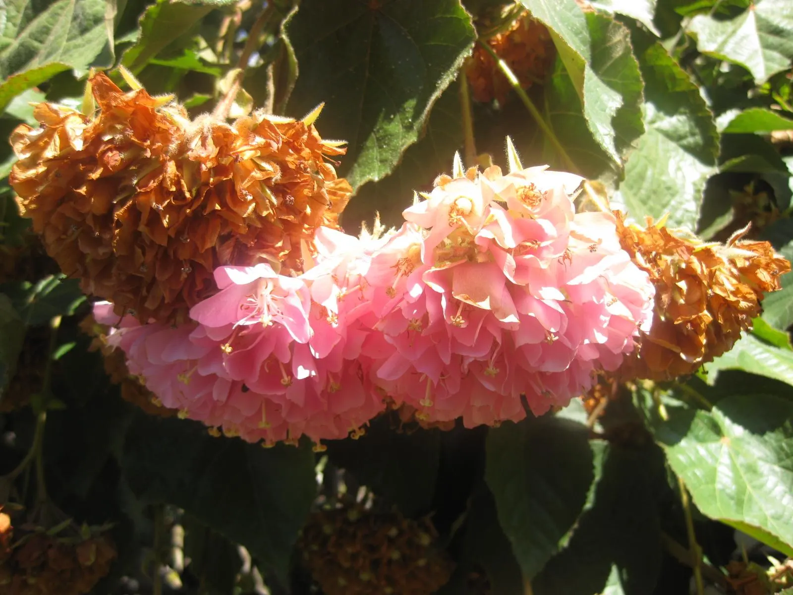 Pink Ball Tree (Dombeya Wallichii) — rounded silhouette when mature.<br><br>The foliage boasts broad; adding a touch of tropical elegance to the garden setting