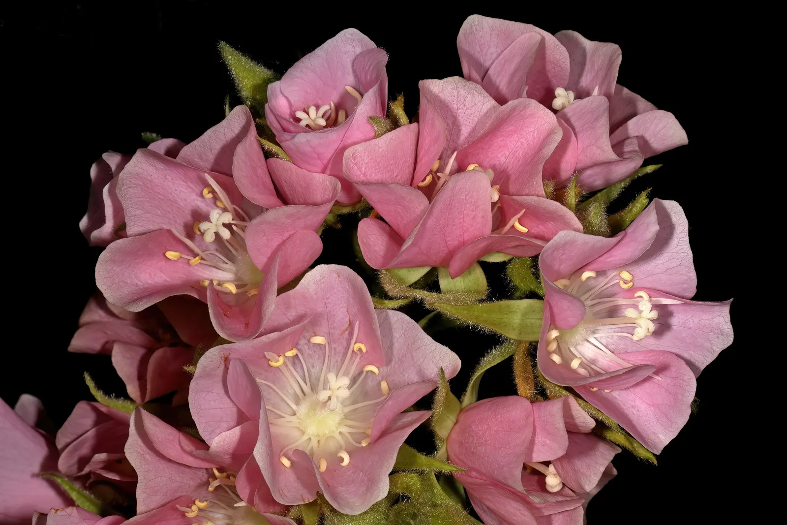 Pink Ball Tree (Dombeya Wallichii) — tree for full or half; adding a touch of tropical elegance to the garden setting, image 63
